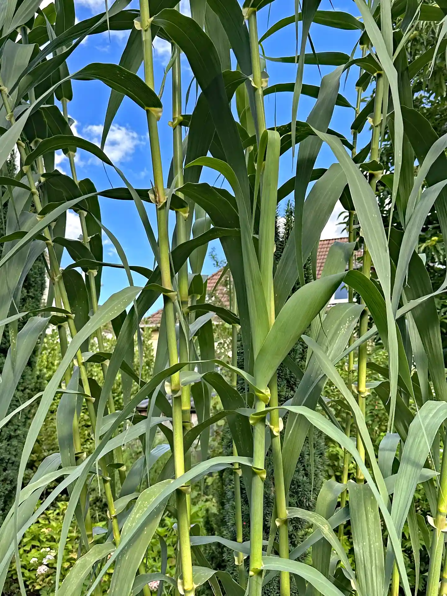 Detailaufnahme der Blätter von Arundo Donax - markante Blattstruktur mit aufrechtem, tropisch anmutendem Charakter.