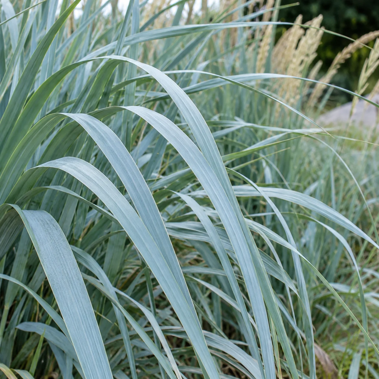 Silberblaue Blätter von Leymus arenarius 'Blaue Düne' in Nahaufnahme.