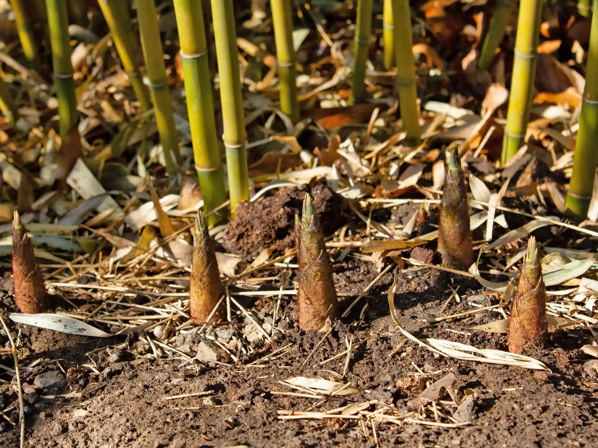 Frische Austriebe von Fargesia Robusta Campbell - robuster Bambus ohne Wurzelausläufer.