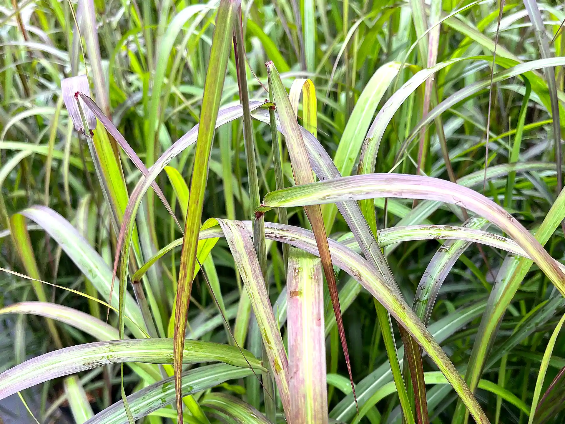Miscanthus sinensis 'Navajo'