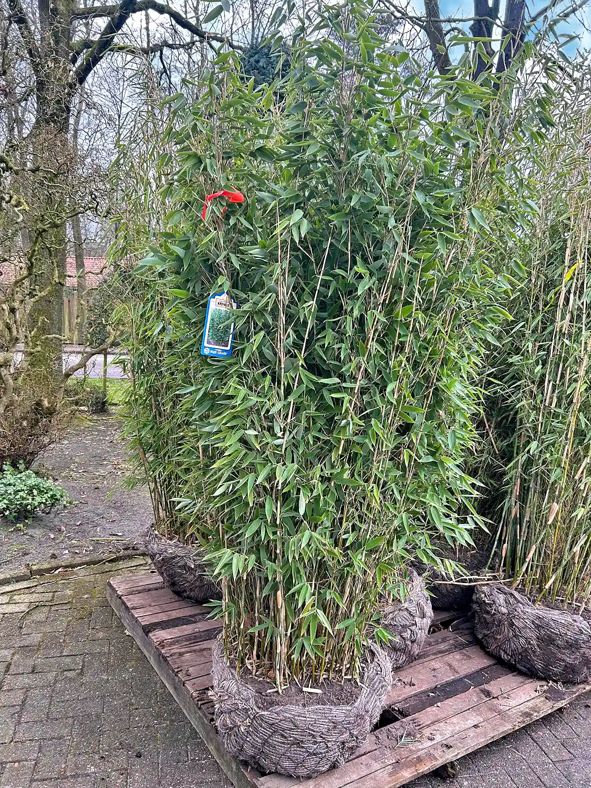 Bambus Fargesia 'Blue Lizard'®