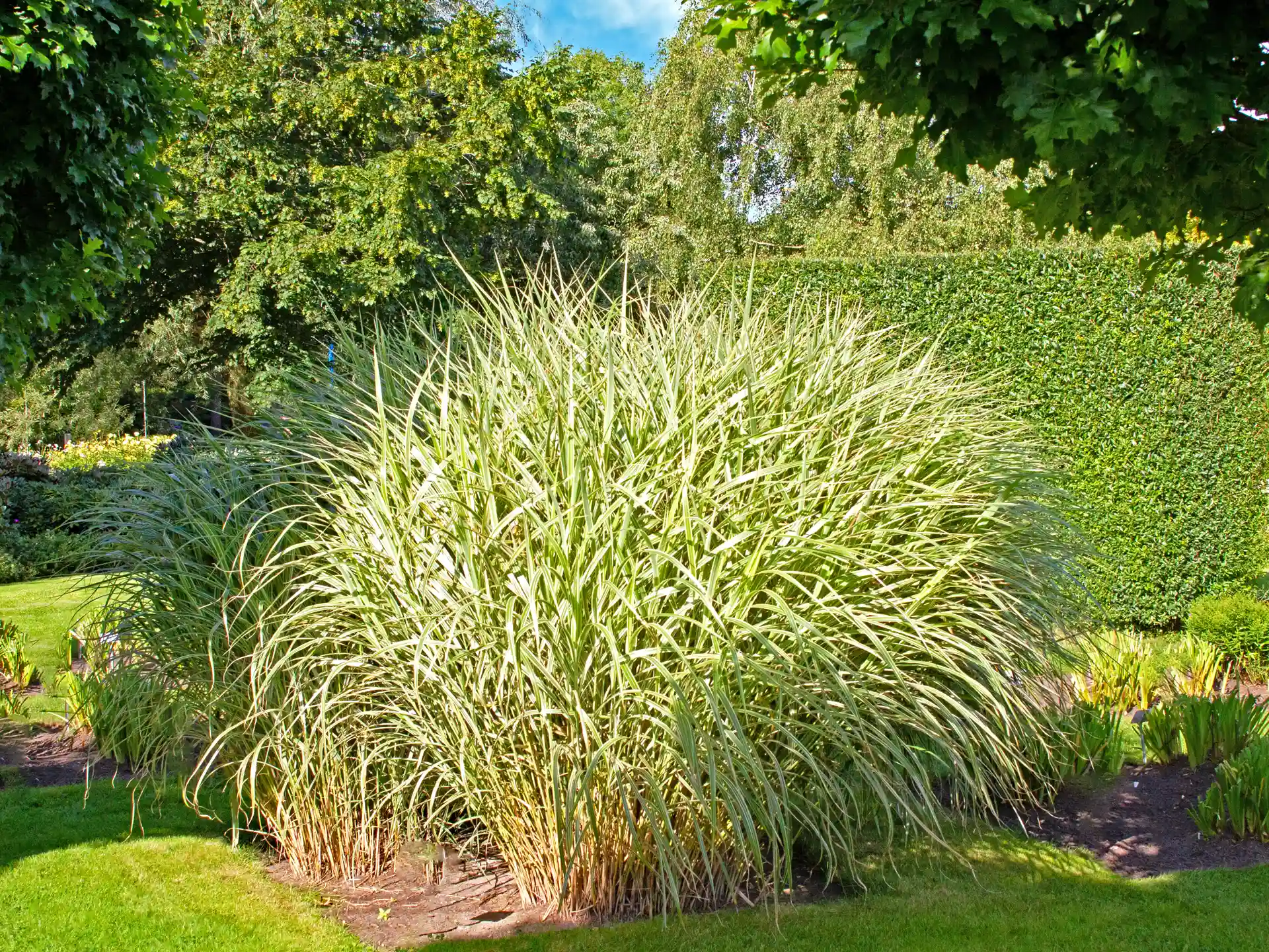 Gräser als natürlicher Sichtschutz: Die schönsten Sorten im Überblick Chinaschilf Miscanthus sinensis Variegatus im Garten – aufrecht wachsendes, mehrjähriges Ziergras mit dekorativer Weißpanaschierung.