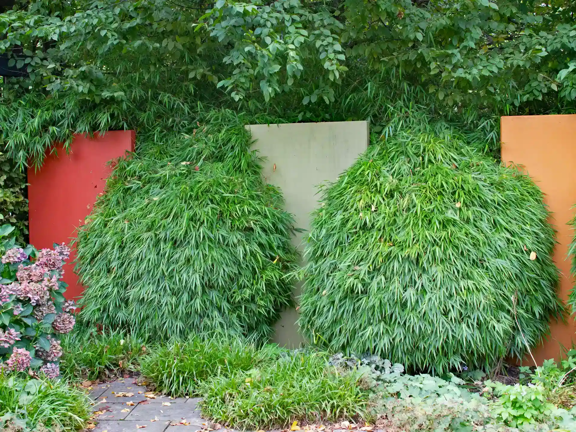 Moderne Gartentruktur mit Fargesia Rufa Kugelform-Bambus und farbigen Sichtschutzelementen.