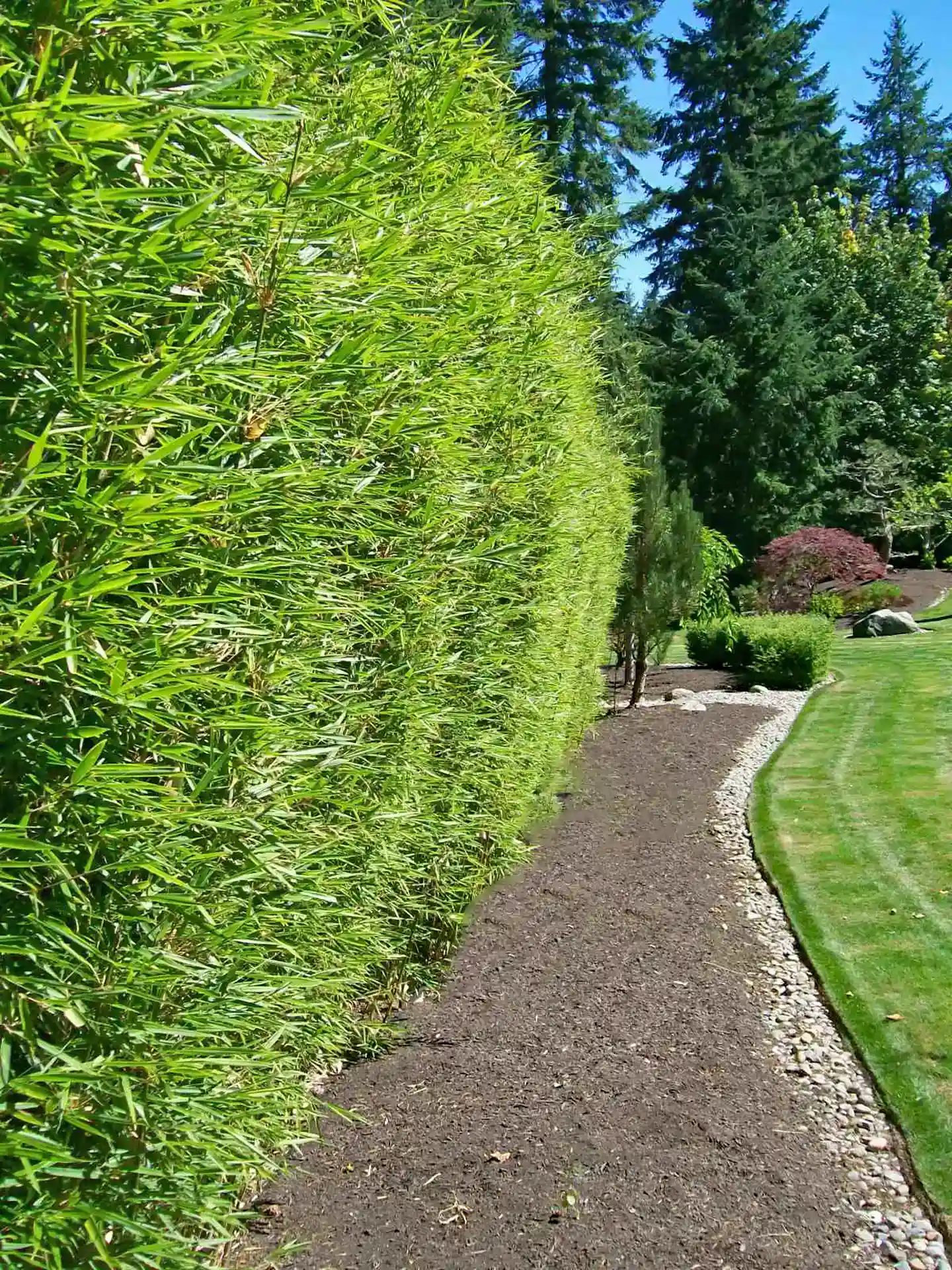 Fargesia Robusta Campbell als hohe, immergrüne Bambushecke am Wegrand - optimaler Wind- und Sichtschutz.