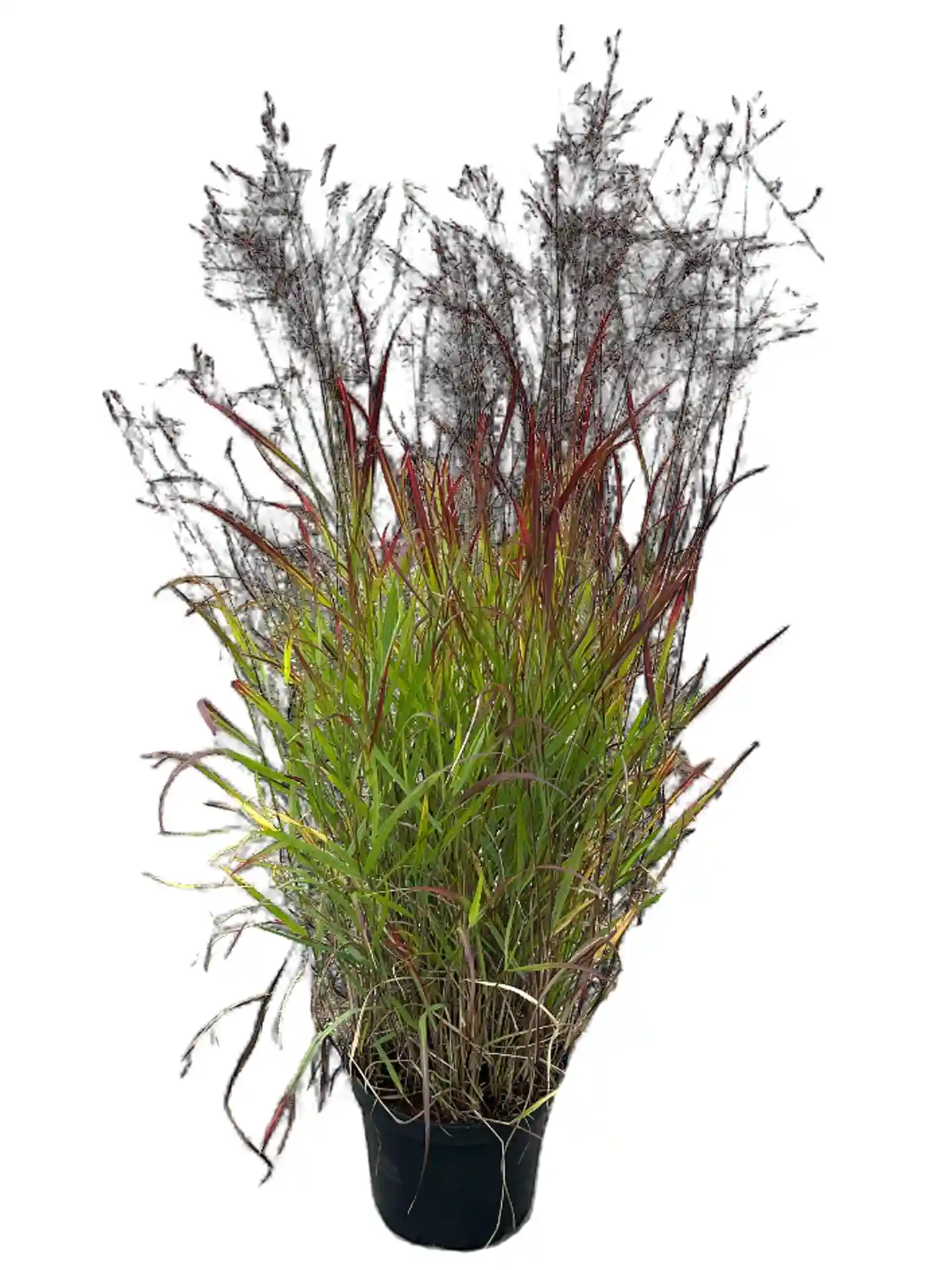 Panicum virgatum 'Shenandoah'