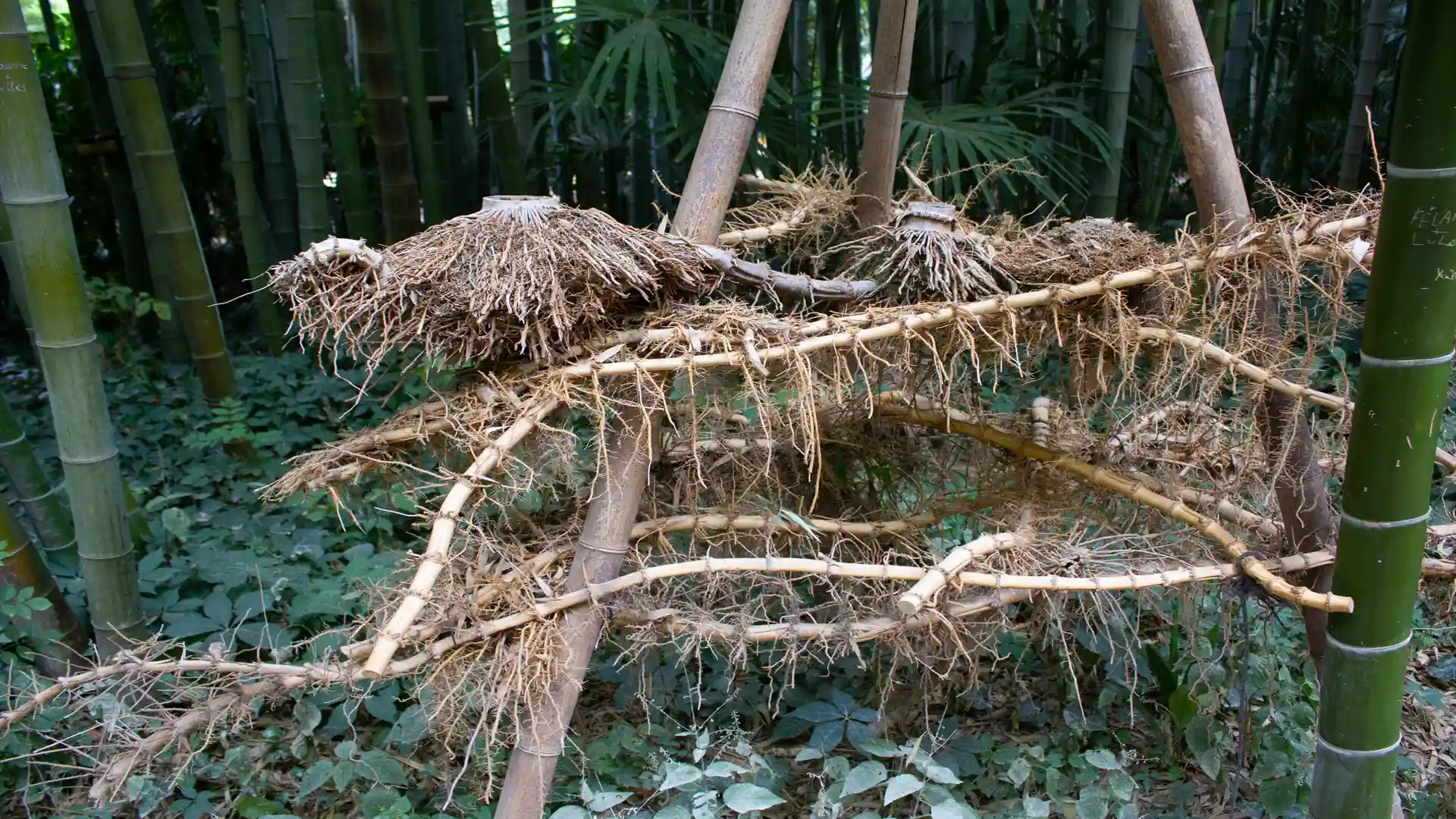 Bambusrhizomgeflecht mit Halmen