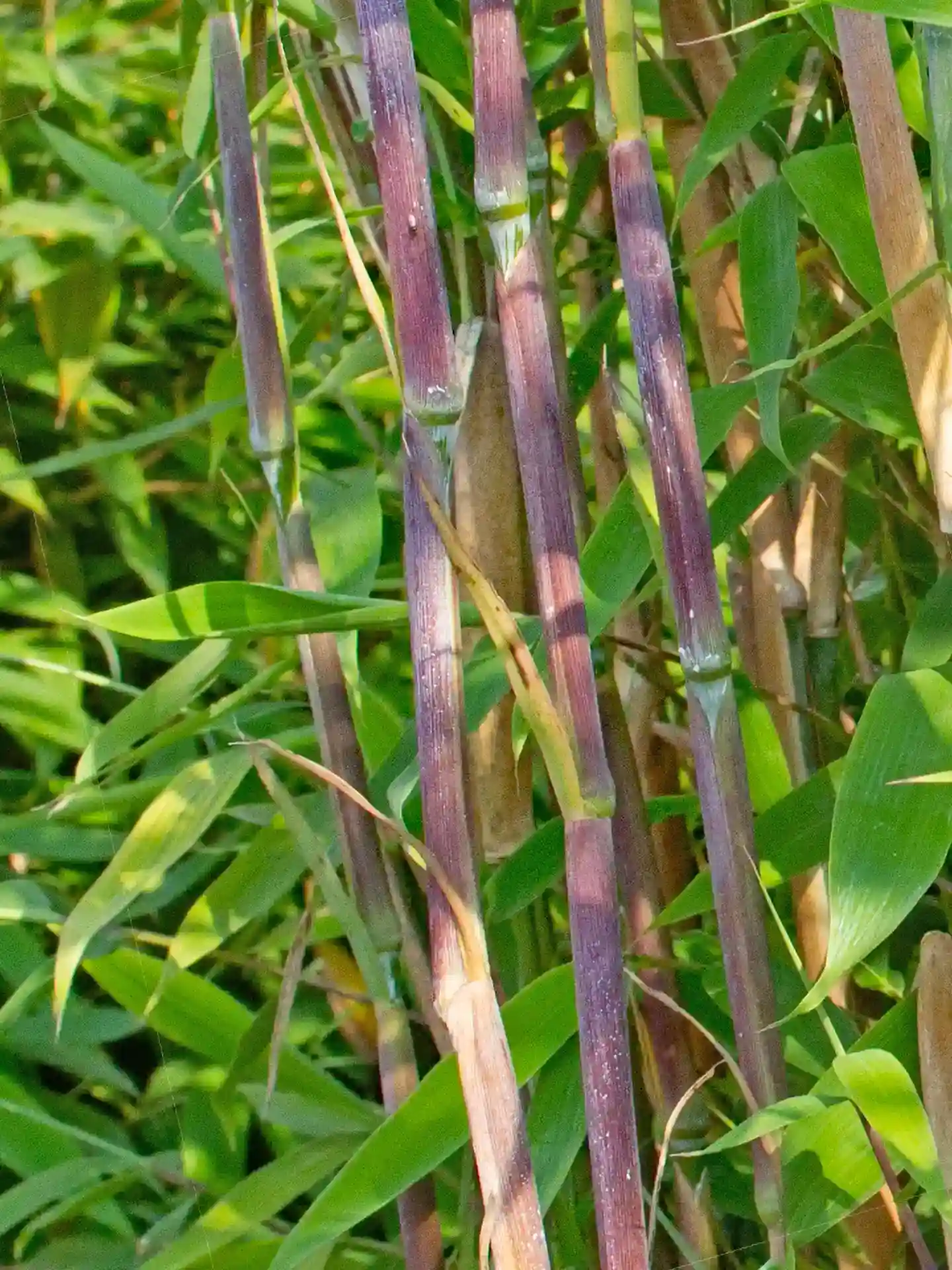 Bambus Fargesia 'Maasai'® Violett-rötliche Halme mit grünem Blattwerk des Fargesia 'Maasai' - farbintensive Bambusart für moderne Gartengestaltung.