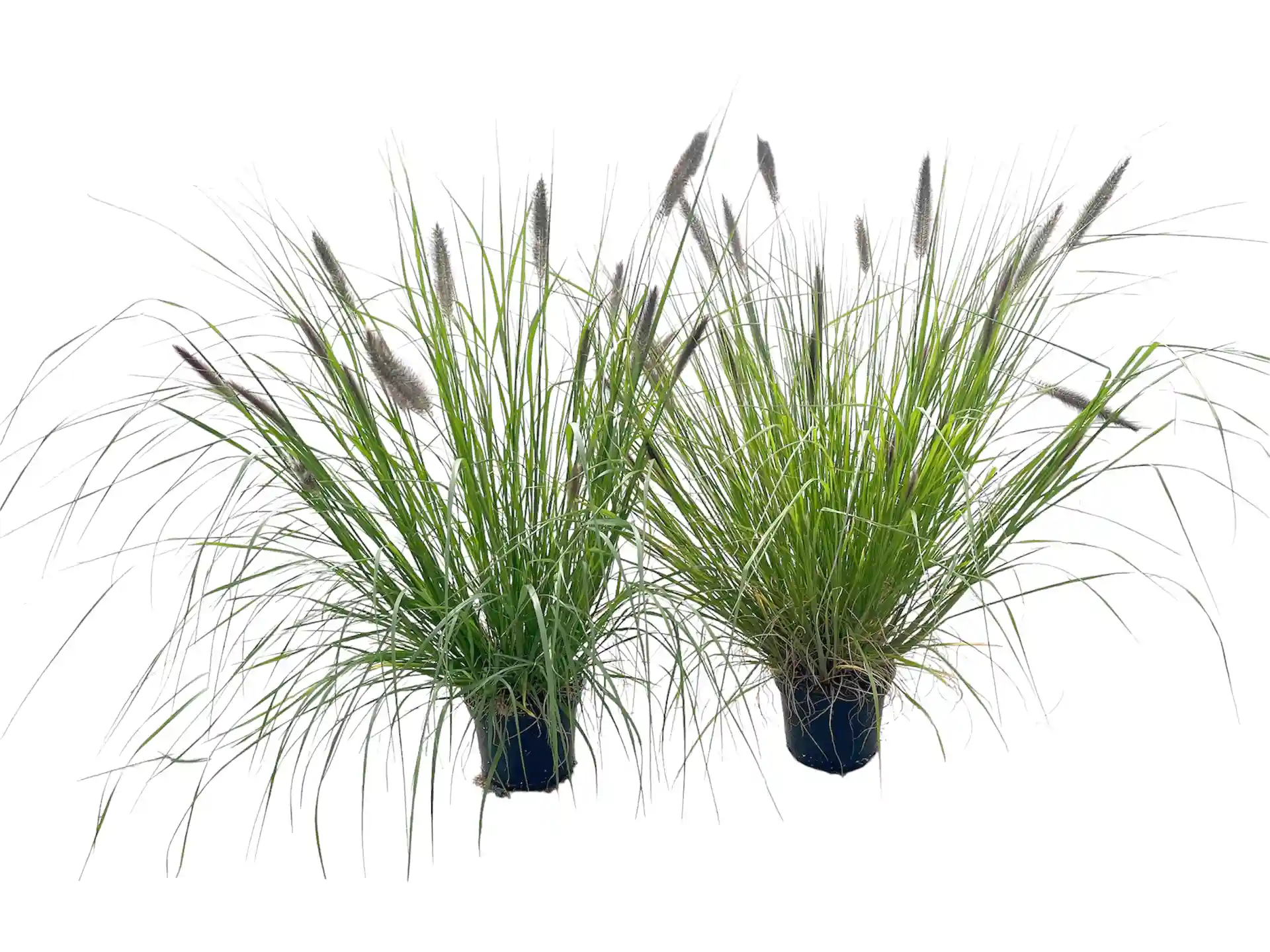 Pennisetum alopecuroides 'Moudry'