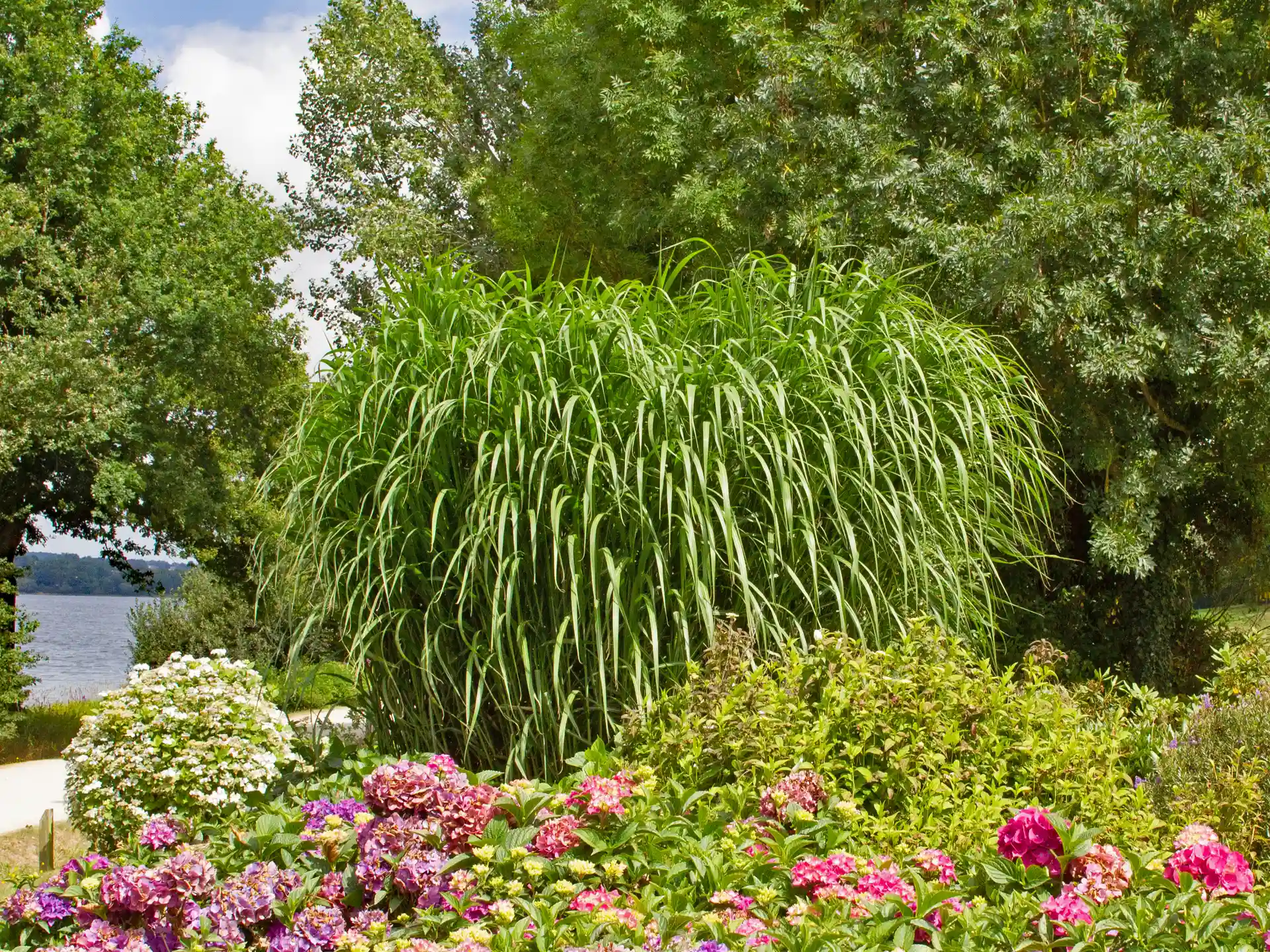 Miscanthus giganteus - eindrucksvolles Riesengras mit dichtem Laub, perfekt für strukturgebende Pflanzungen im naturnahen Garten.