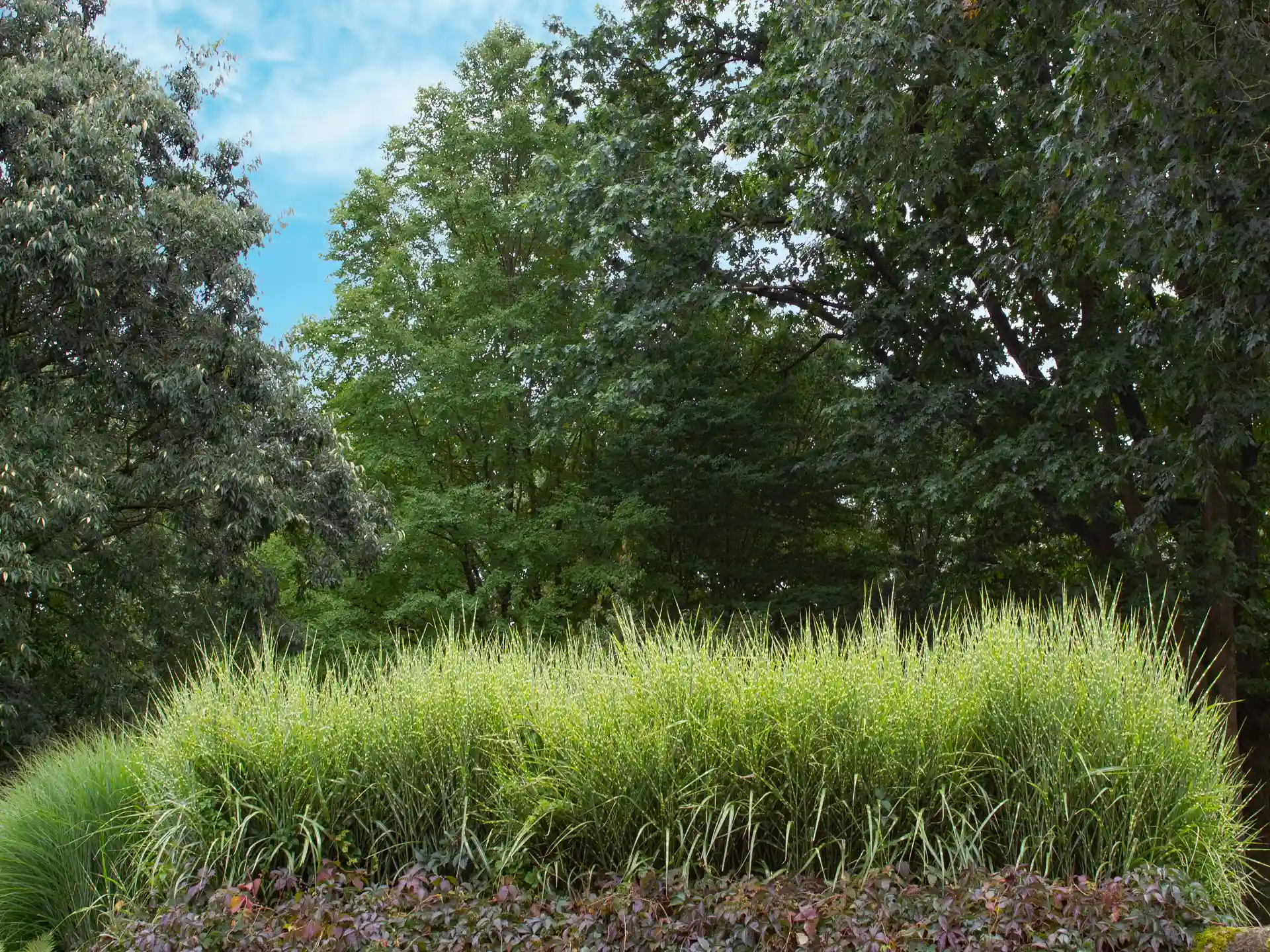 Gruppe von Miscanthus sinensis 'Strictus' in niedriger Staudenpflanzung mit betontem horstigem Habitus.