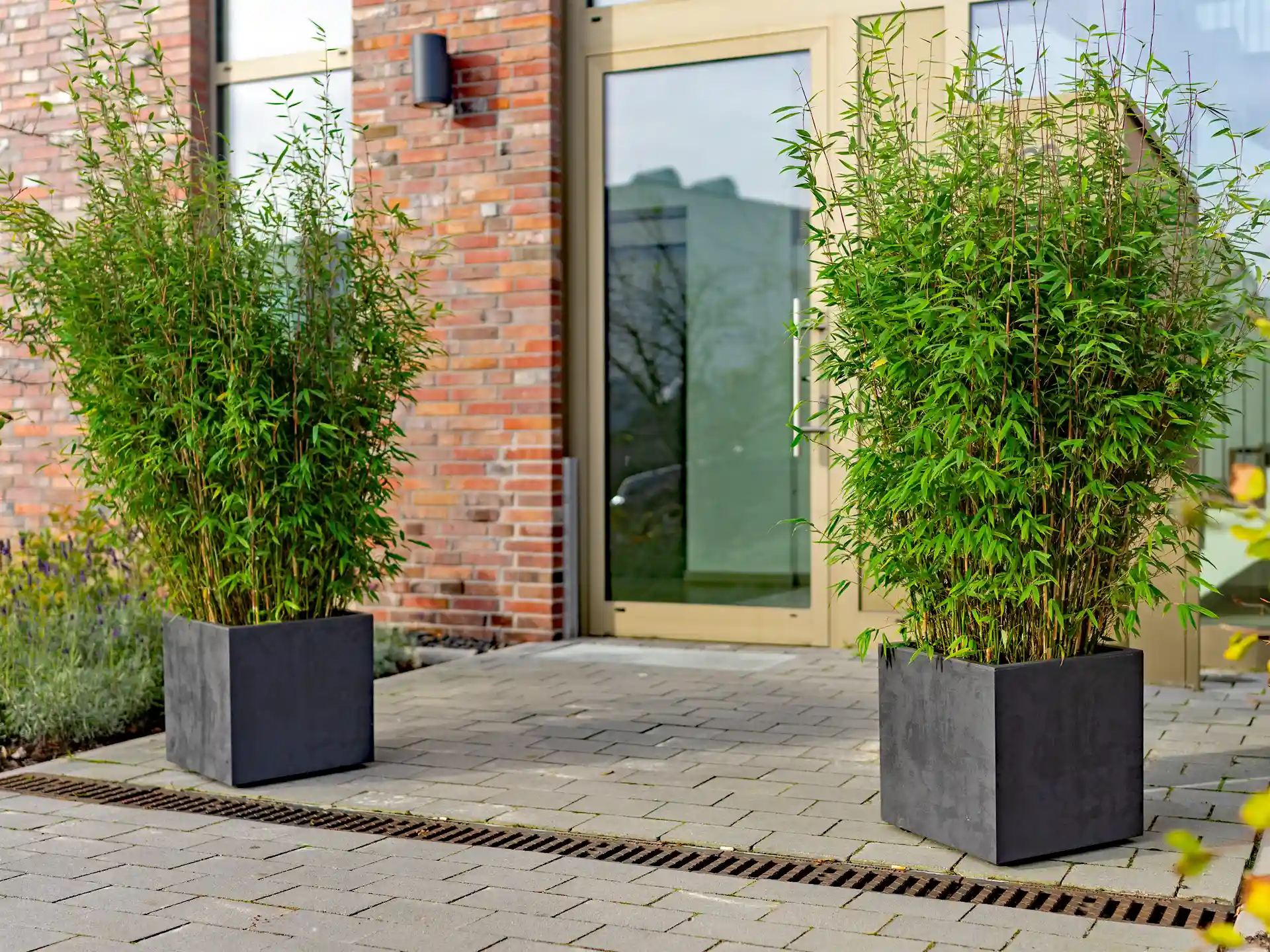 Bambus Fargesia 'Malachite Monkeys'®