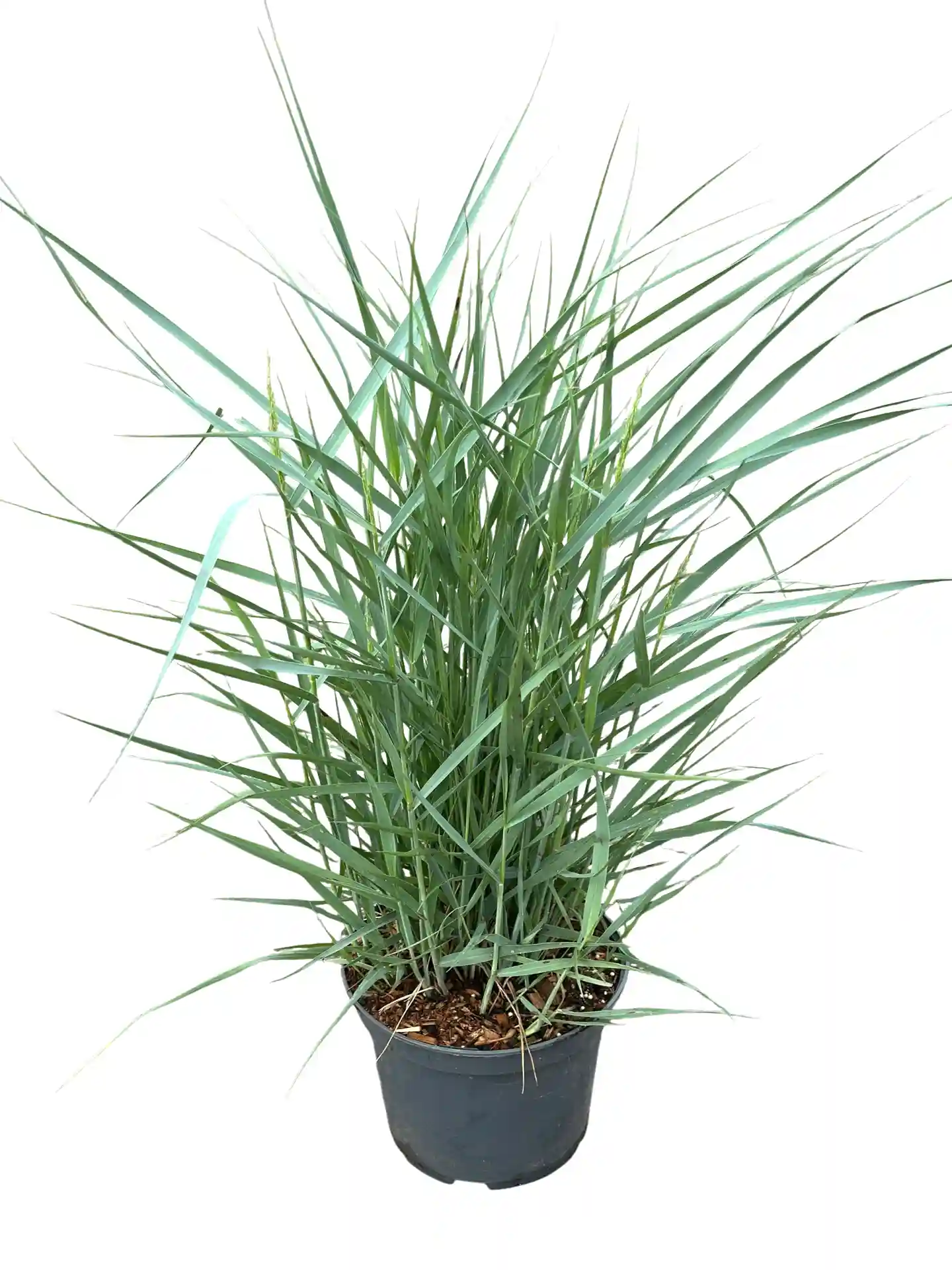 Panicum virgatum 'Prairie Sky'