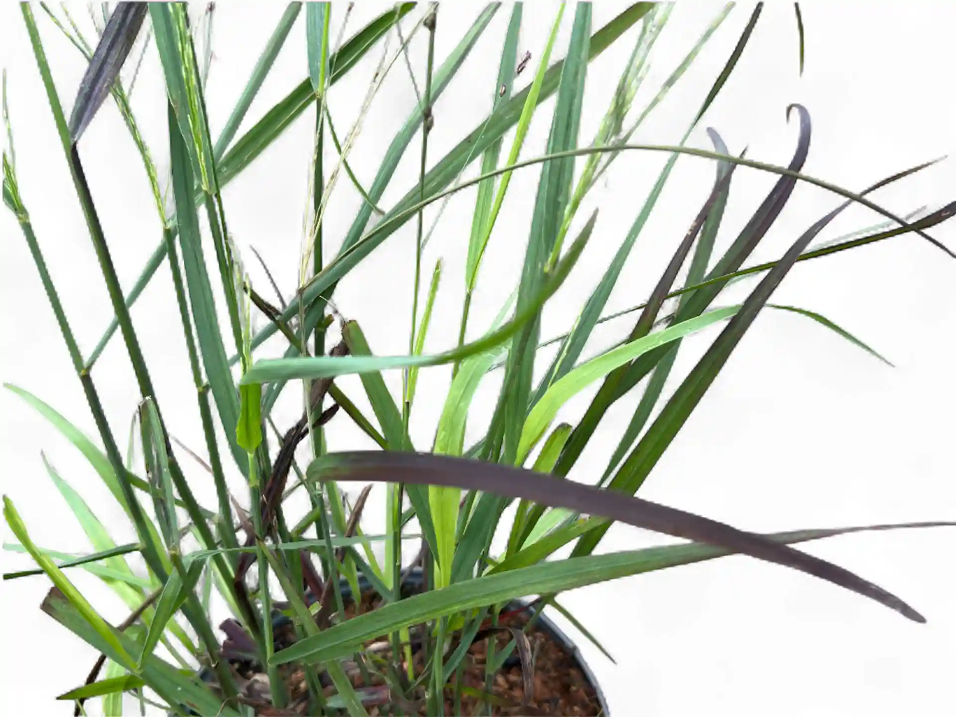 Panicum virgatum 'Hänse Herms'