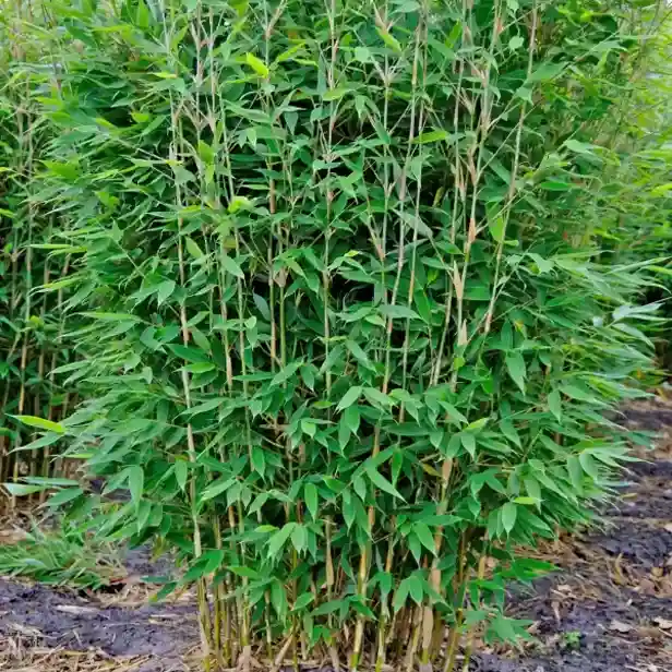 Dichter Bambusbusch mit grünen, lanzettlichen Blättern und zahlreichen dünnen, aufrechtstehenden Halmen, die dicht beieinander wachsen. Im Hintergrund ist mehr von der gleichen Bambusart zu sehen. Der Boden ist dunkel und teilweise bedeckt.