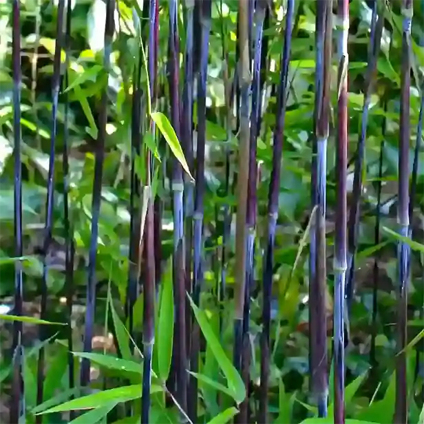 Bambus-Fargesia-Black-Pearl-1 616x616