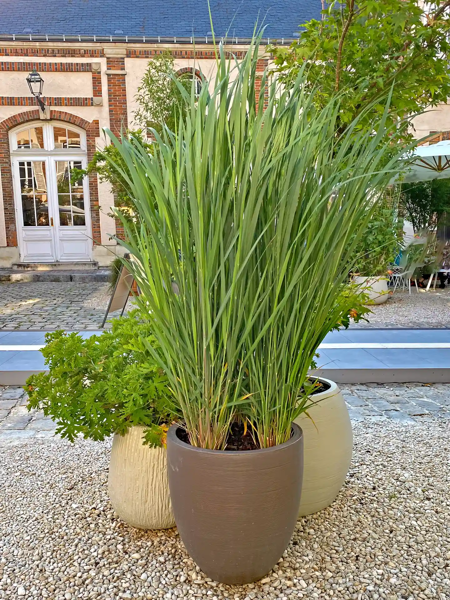 Rutenhirse Panicum virgatum Northwind in großem Topf auf Kiesfläche vor Haus.