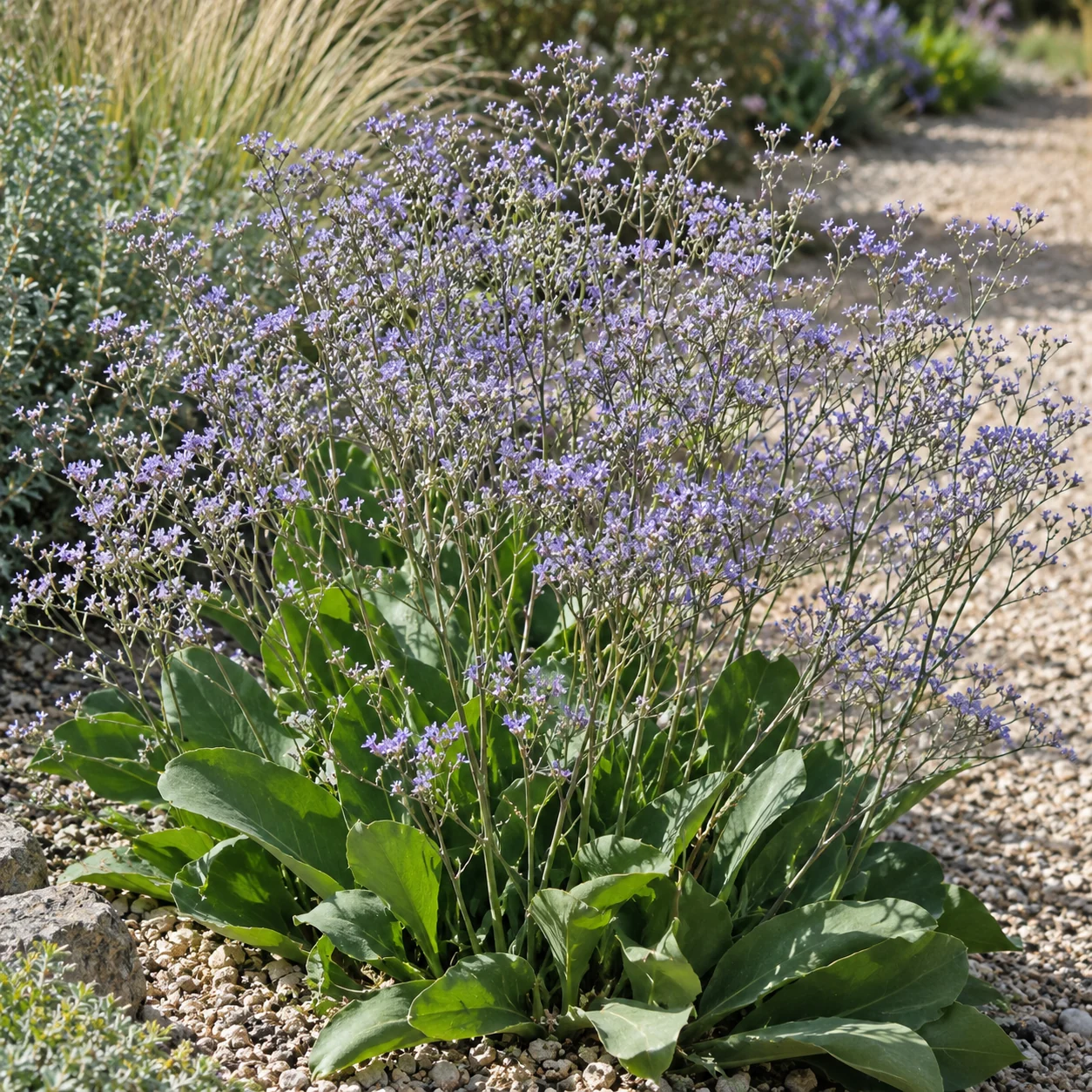 Blühender Strandflieder in einem sonnigen Gartenbeet.