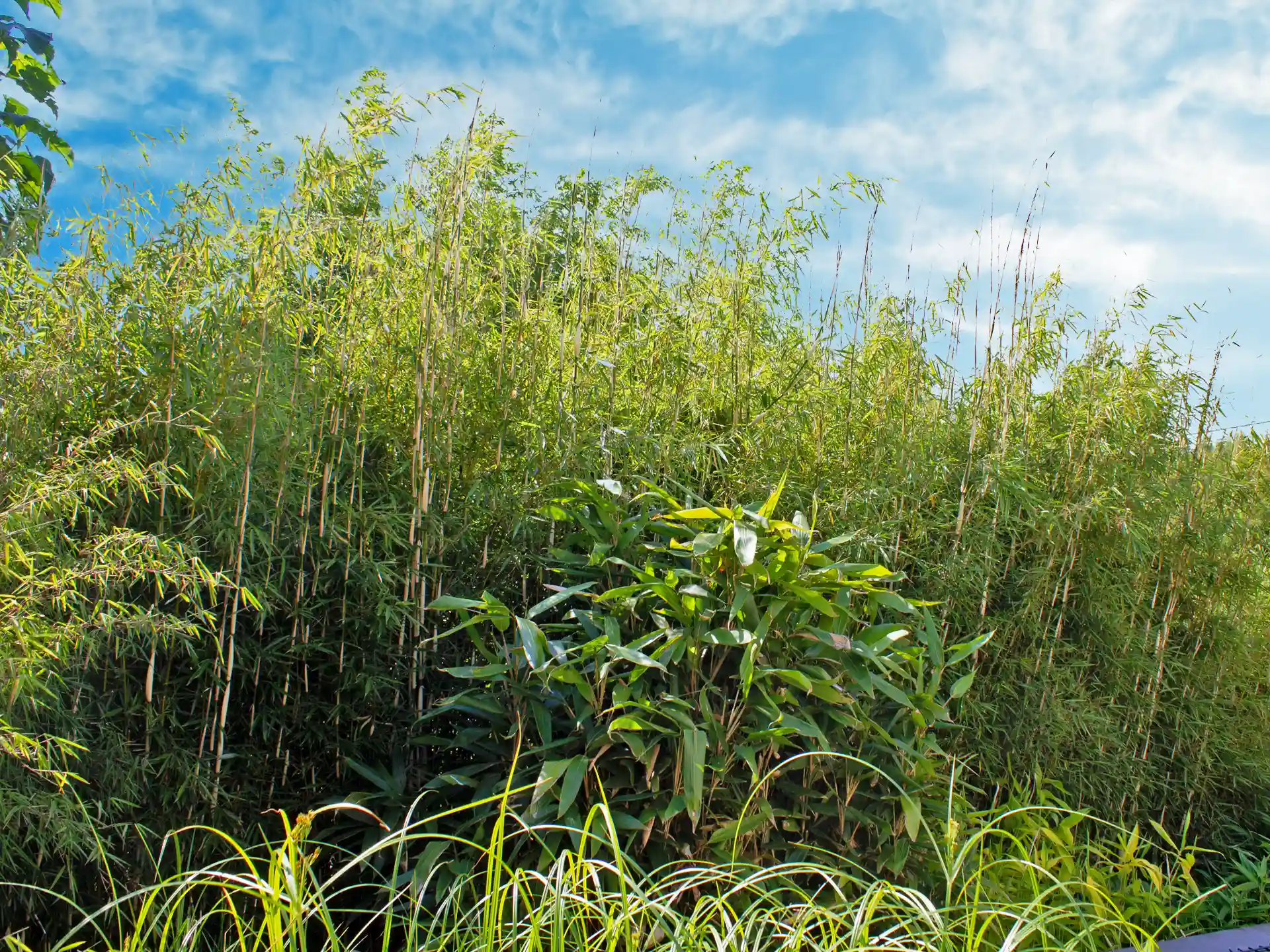 Große Pflanzung des Fargesia Robusta Campbell mit Begleitpflanzen als dichter, winterharter Bambus - pflegeleicht und robust.