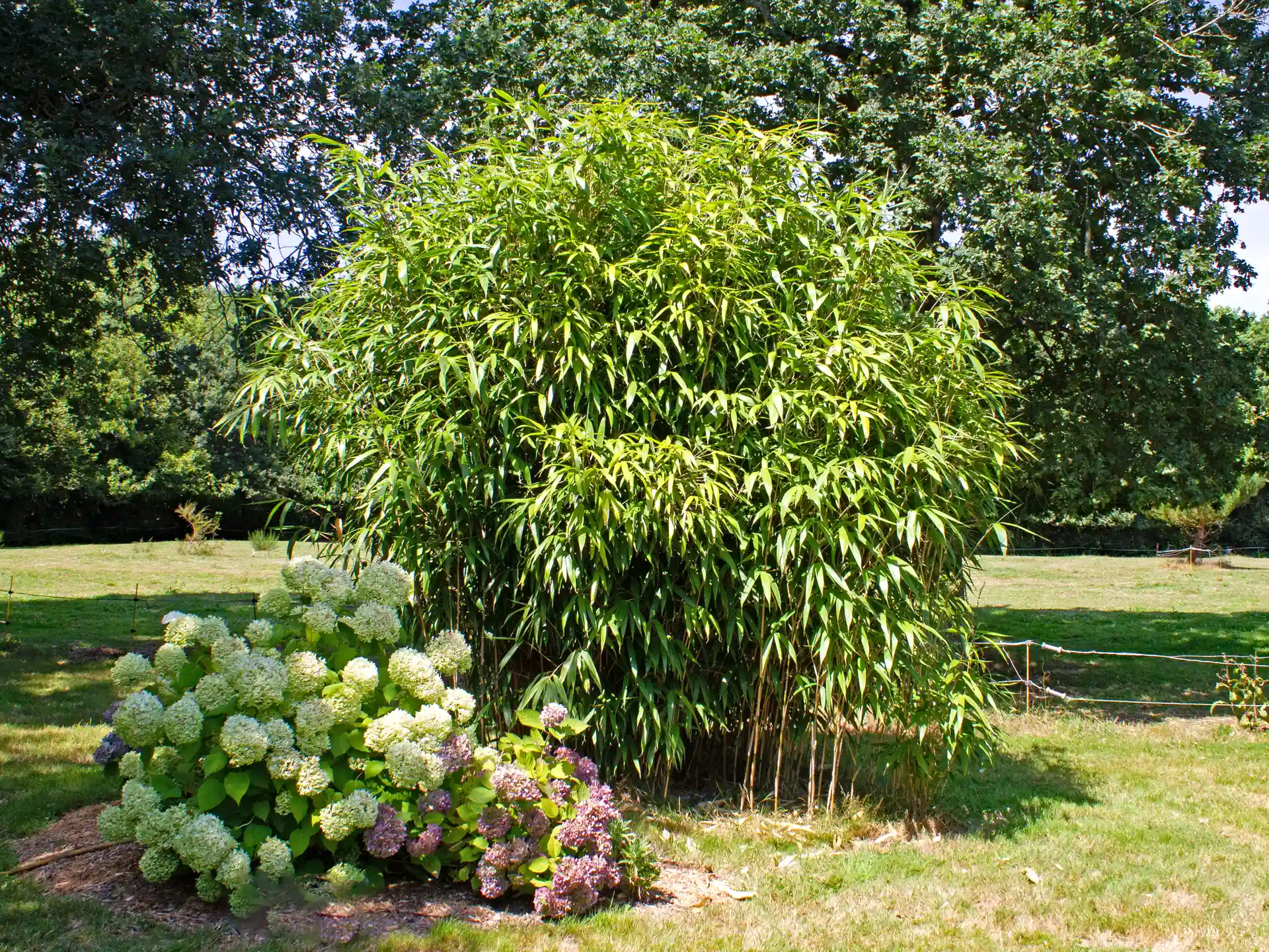 Großer Pfeilbambus Pseudosasa japonica als Solitärpflanze im Garten mit Begleitpflanzen - winterhart und imposant mit kräftigen, breiten Blättern.