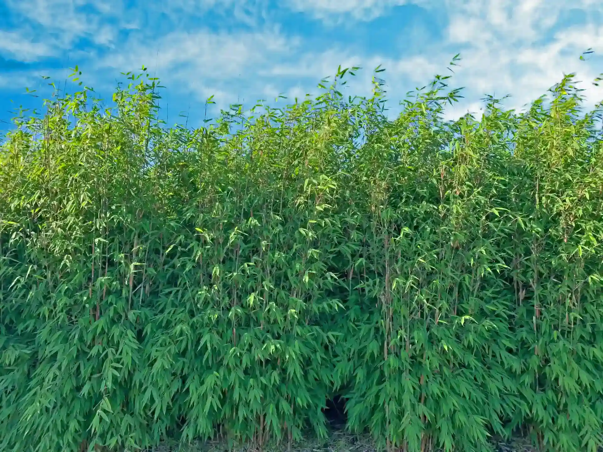 Dichte Bambushecke Fargesia Violet Woods unter blauem Himmel - idealer Sichtschutz im Garten.