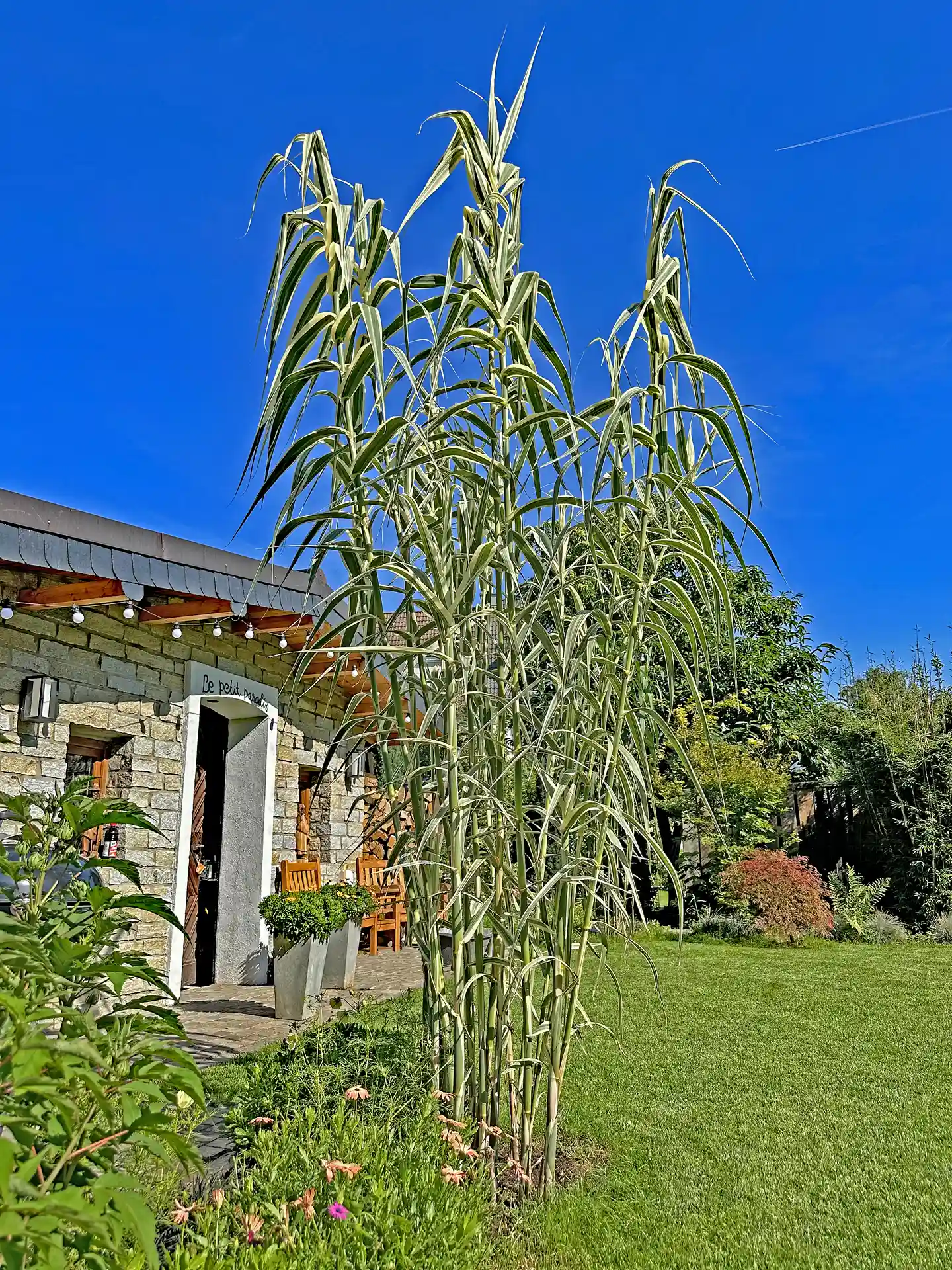 Arundo Donax 'Variegata' in voller Höhe vor gemauerter Gartenhütte - eindrucksvoller, aufrechter Wuchs mit mediterranem Flair.