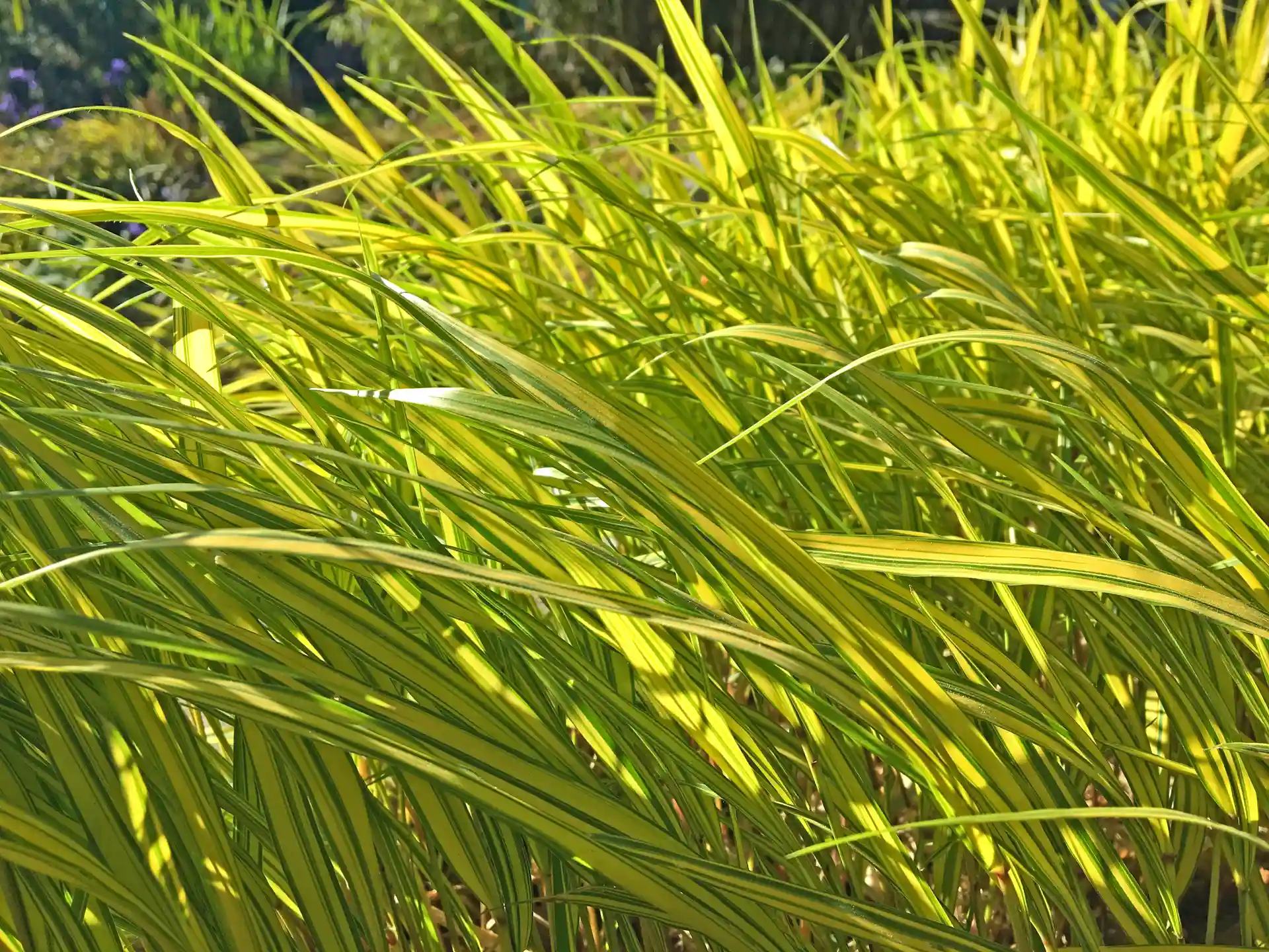 Nahaufnahme von Hakonechloa macra im Sonnenlicht mit geschwungenem Wuchs und goldgelber Färbung.