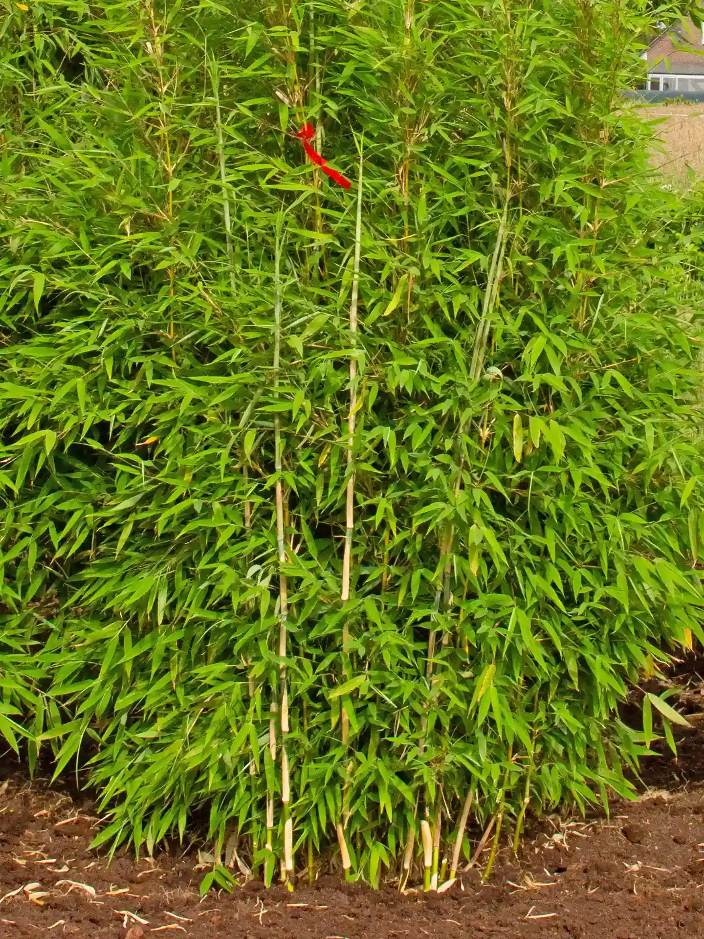 Bambus Fargesia 'Green Lion'®