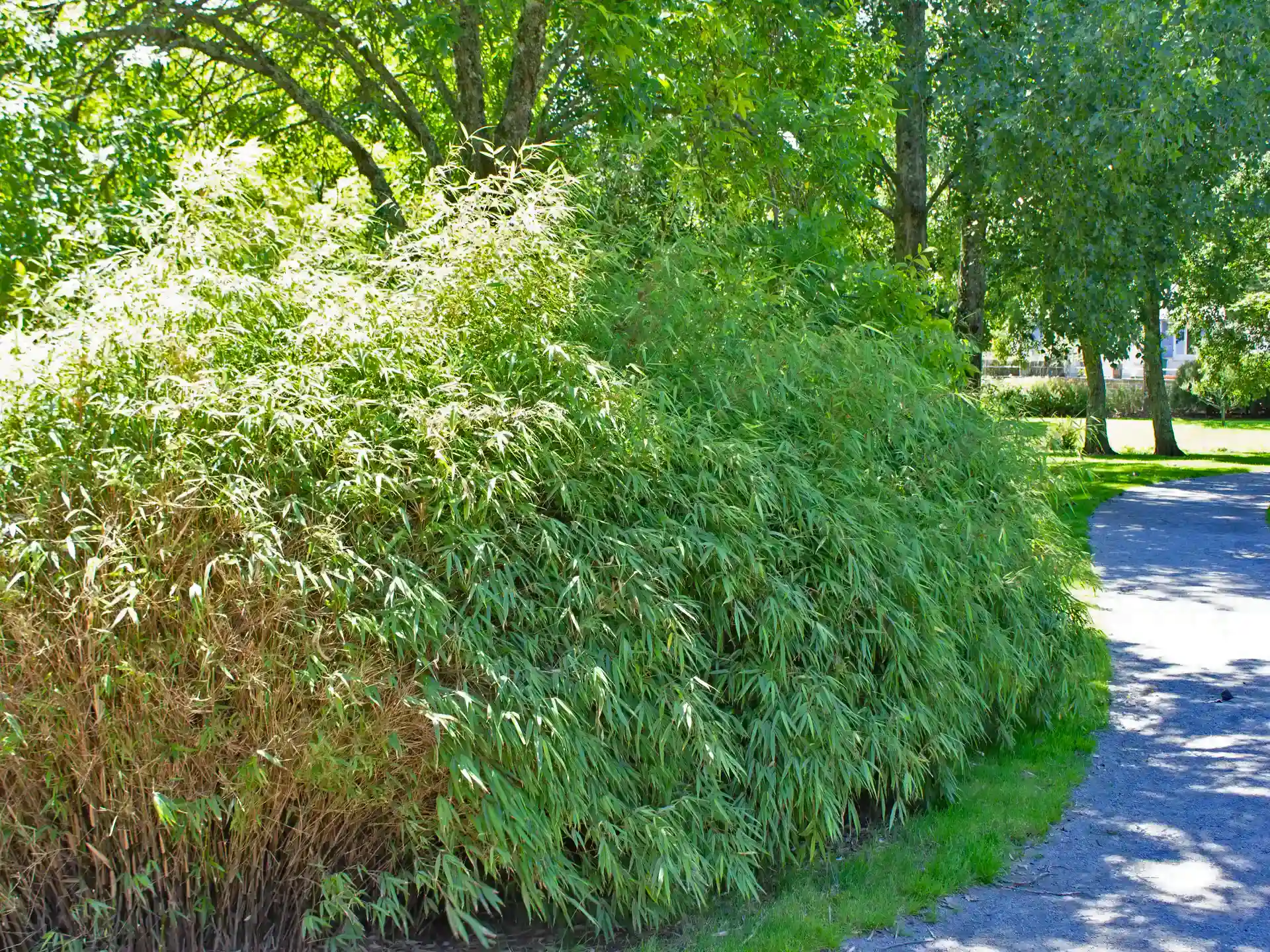 Freistehender Fargesia Rufa Bambus an Spazierweg in Stadtpark.