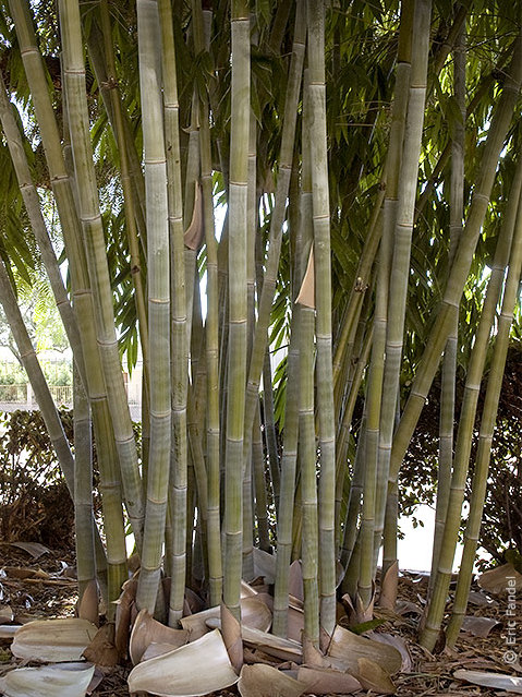 Dendrocalamus minor f. Amoenus (Ghost Bamboo, Sinocalamus minor f. Amoenus)