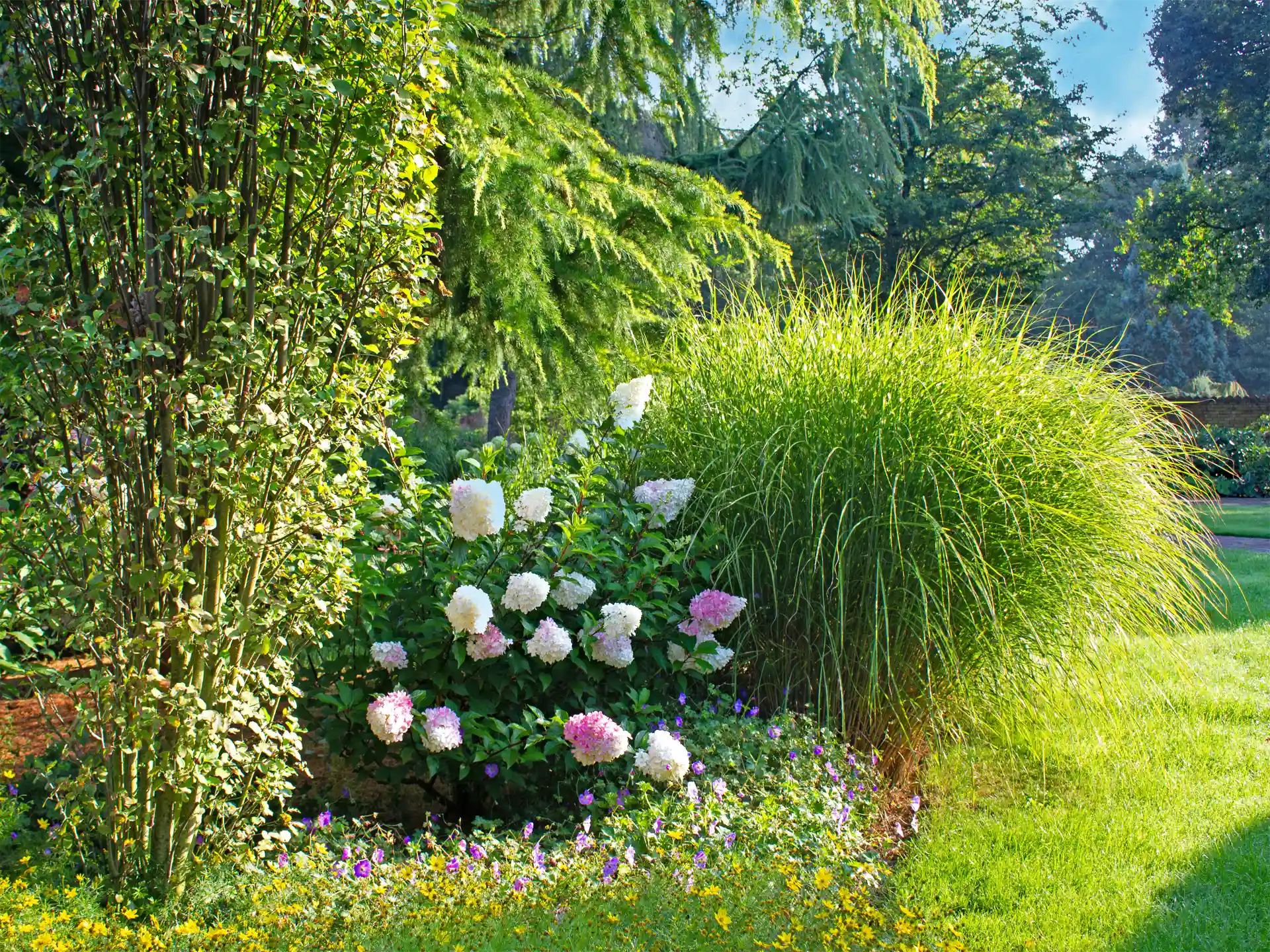 Solitäres Miscanthus sinensis 'Zebrinus' mit überhängendem Wuchs und gestreiftem Laub in Staudenbeet mit Hortensien.