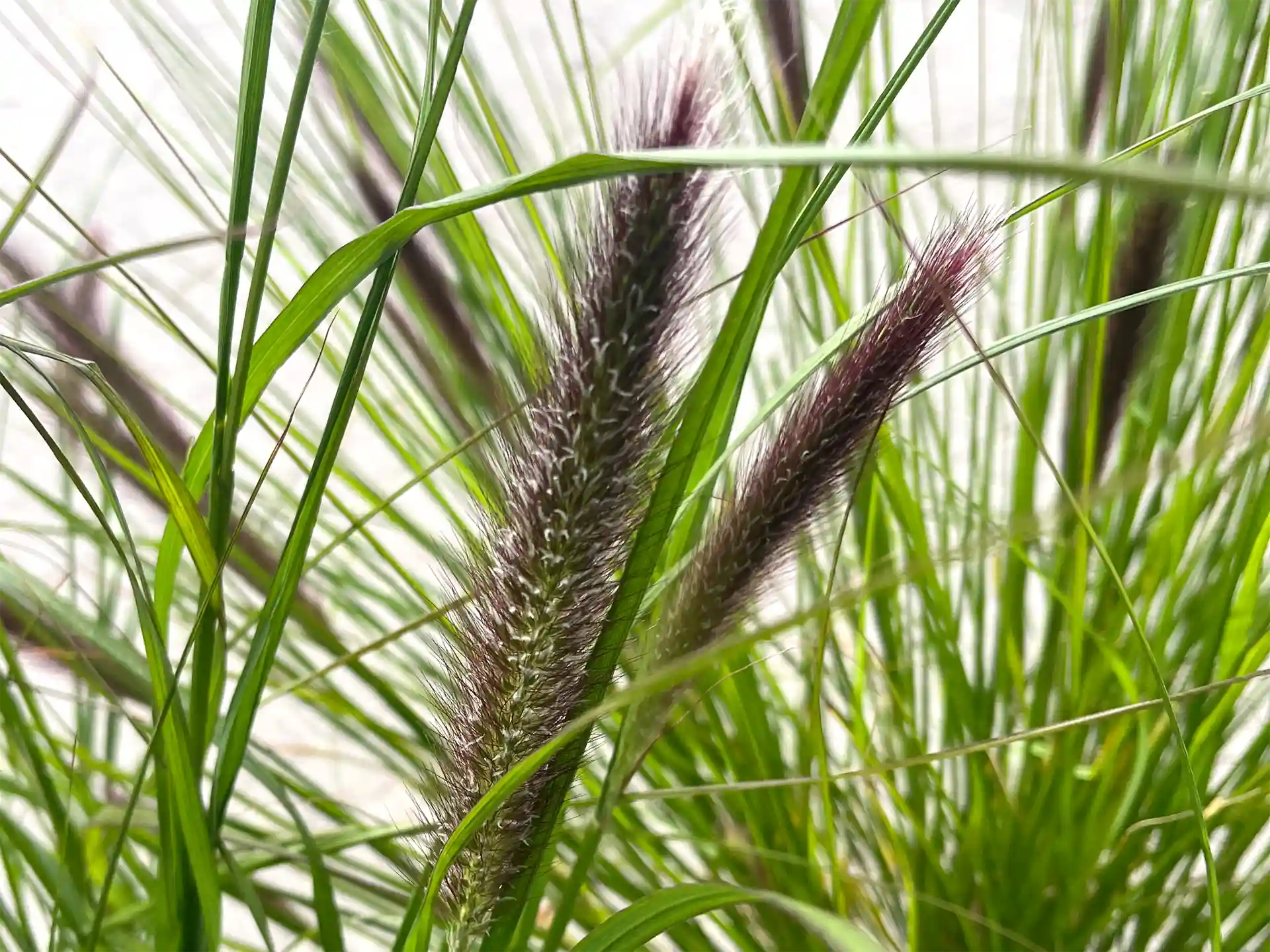 Pennisetum alopecuroides 'Moudry' Pennisetum alopecuroides 'Moudry'