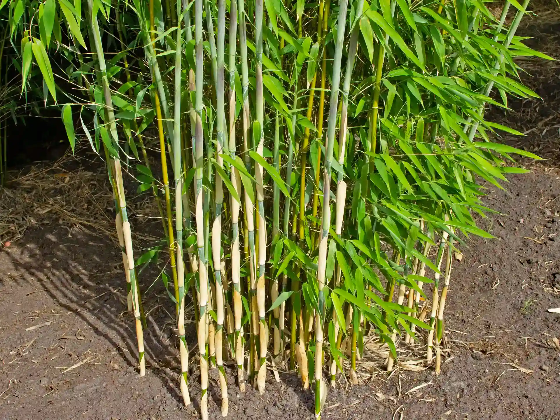 Fargesia ‘Ivory Ibis’ – horstbildender Bambus für den Garten, ideal als Sichtschutz oder Solitärpflanze.