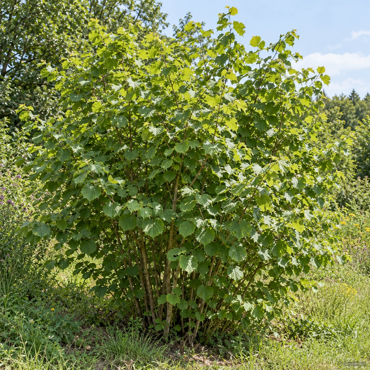 Gewöhnliche Hasel als mehrstämmiger grüner Strauch.