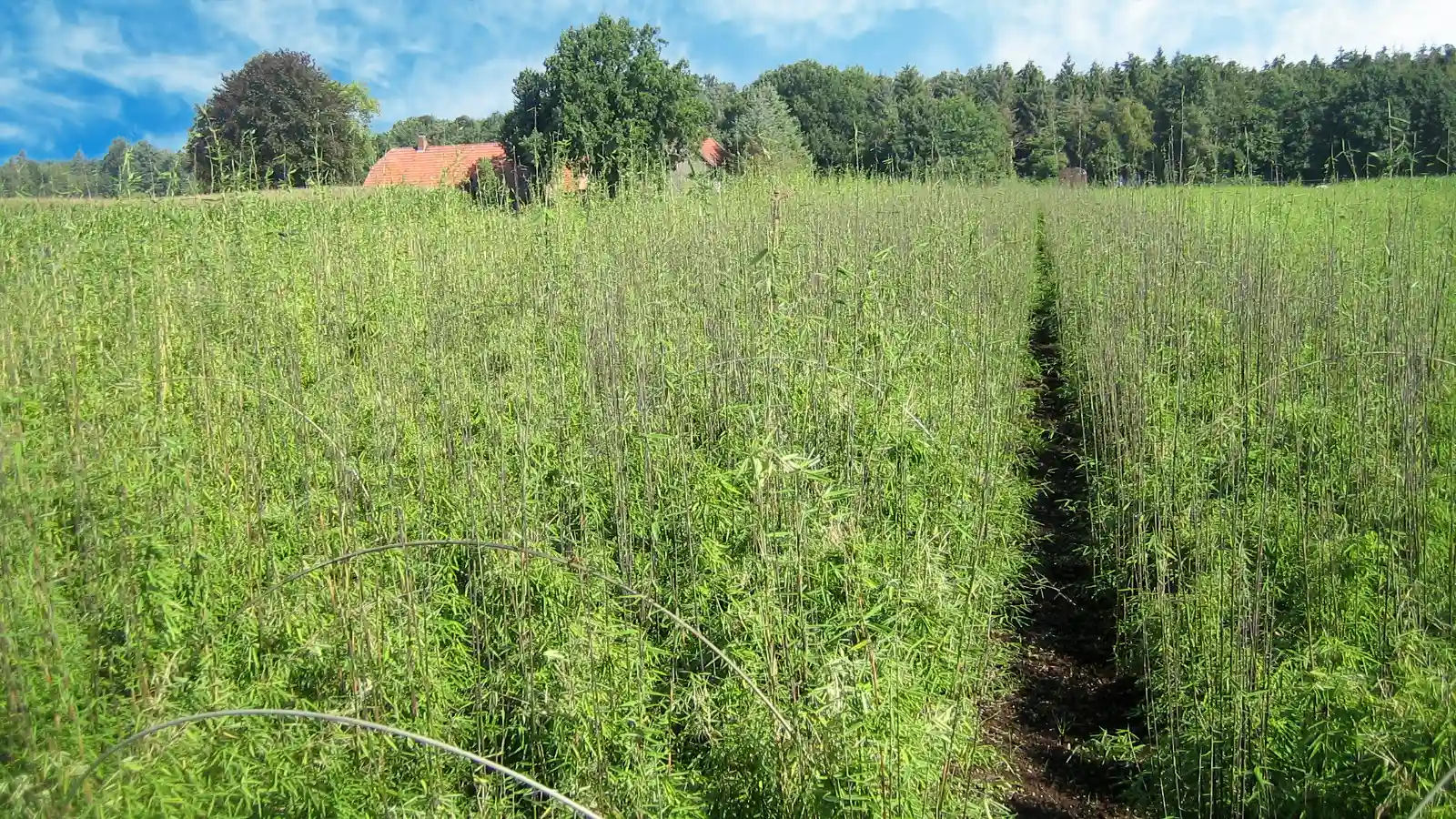 Roter Bambus Fargesia Jiuzhaigou 1