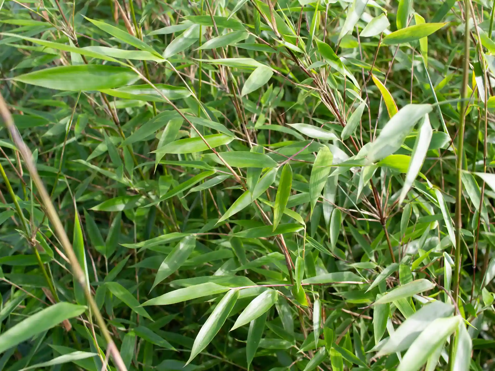 Dichter Wuchs des Bambus Fargesia denudata ‘Xian 2’ mit sattgrünem Laub und feinen schwarzen Zweigen in einer naturnahen Gartenumgebung