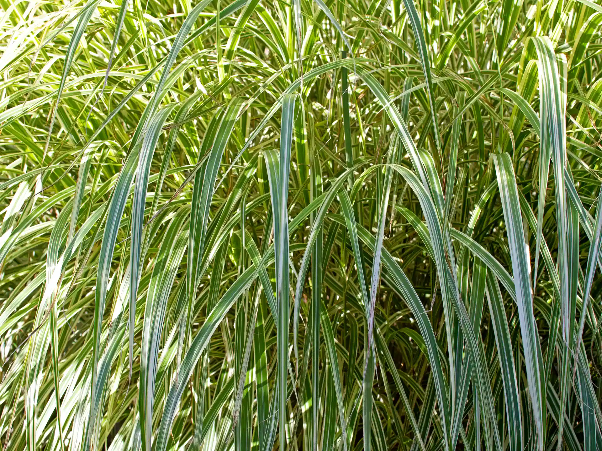 Miscanthus sinensis 'Variegatus'