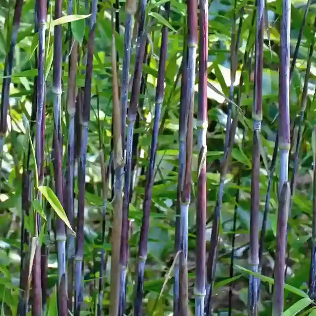 Mehrere dünne, aufrecht stehende Bambusstämme in unterschiedlichen dunklen Rottönen, umgeben von grünen Blättern im Hintergrund.