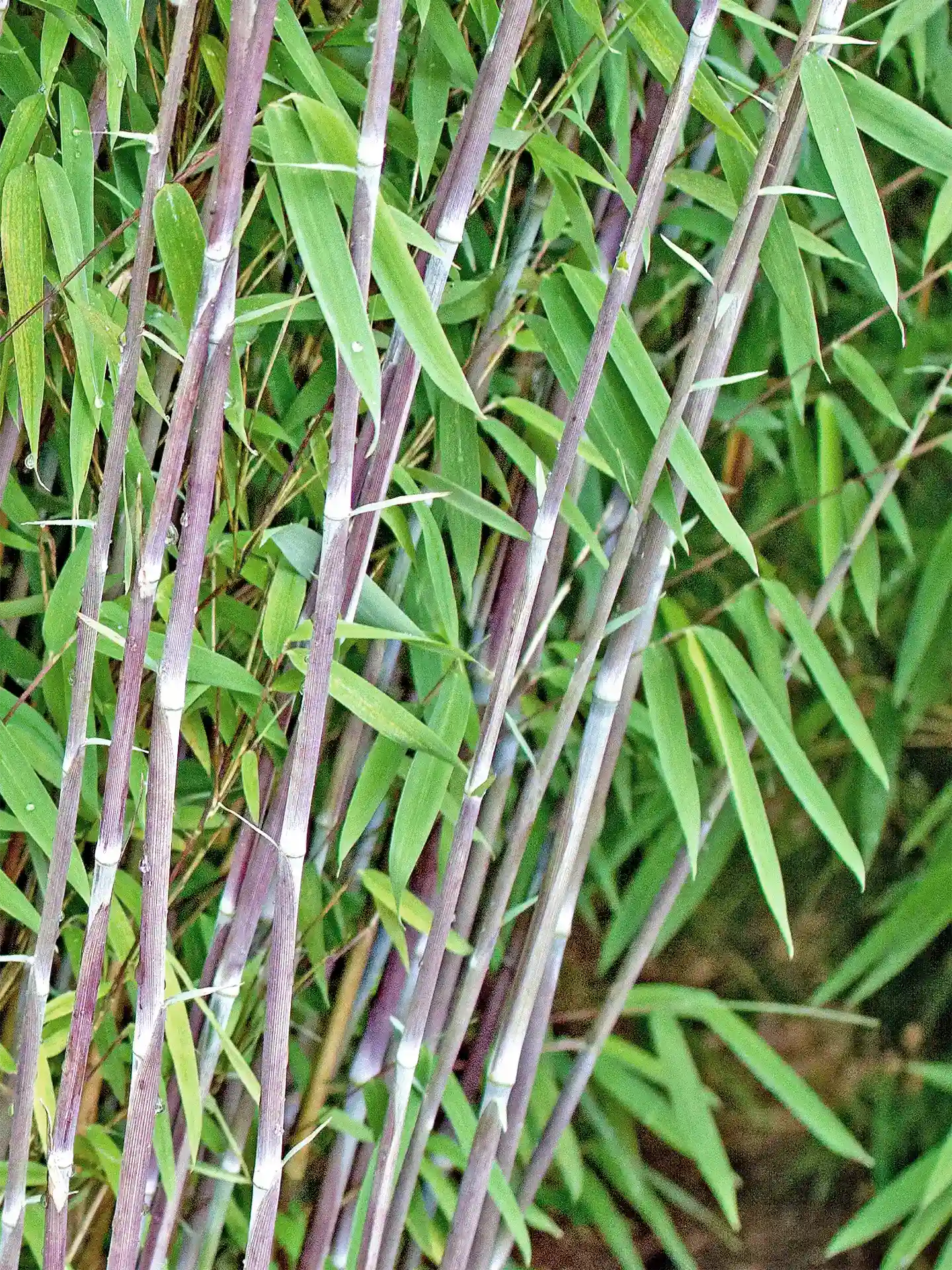 Bambus Fargesia nitida 'Winter Joy'