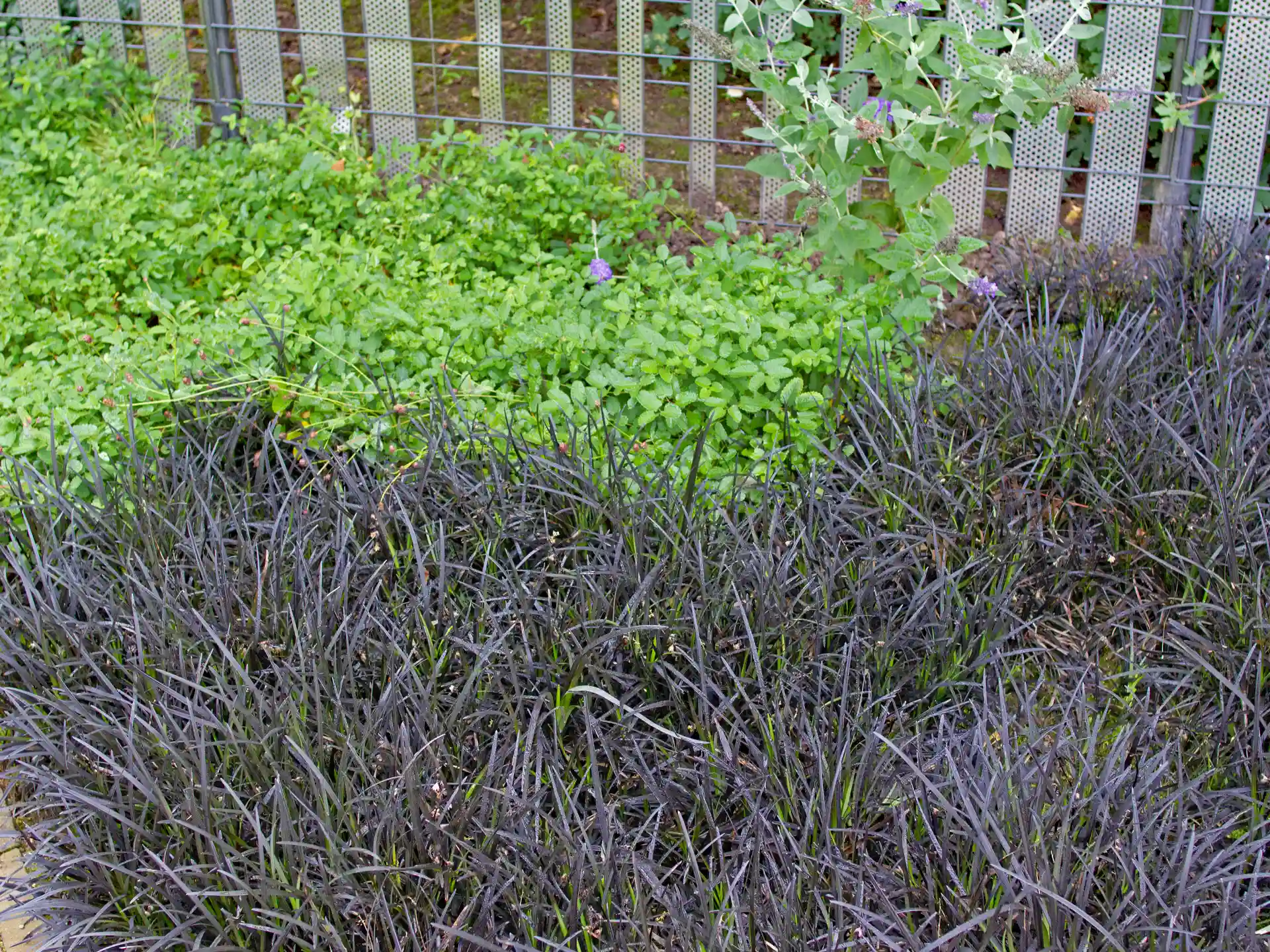 Ophiopogon planiscapus 'Nigrescens' mit tiefschwarzem Laub als Kontrastpflanze am Gartenzaun.