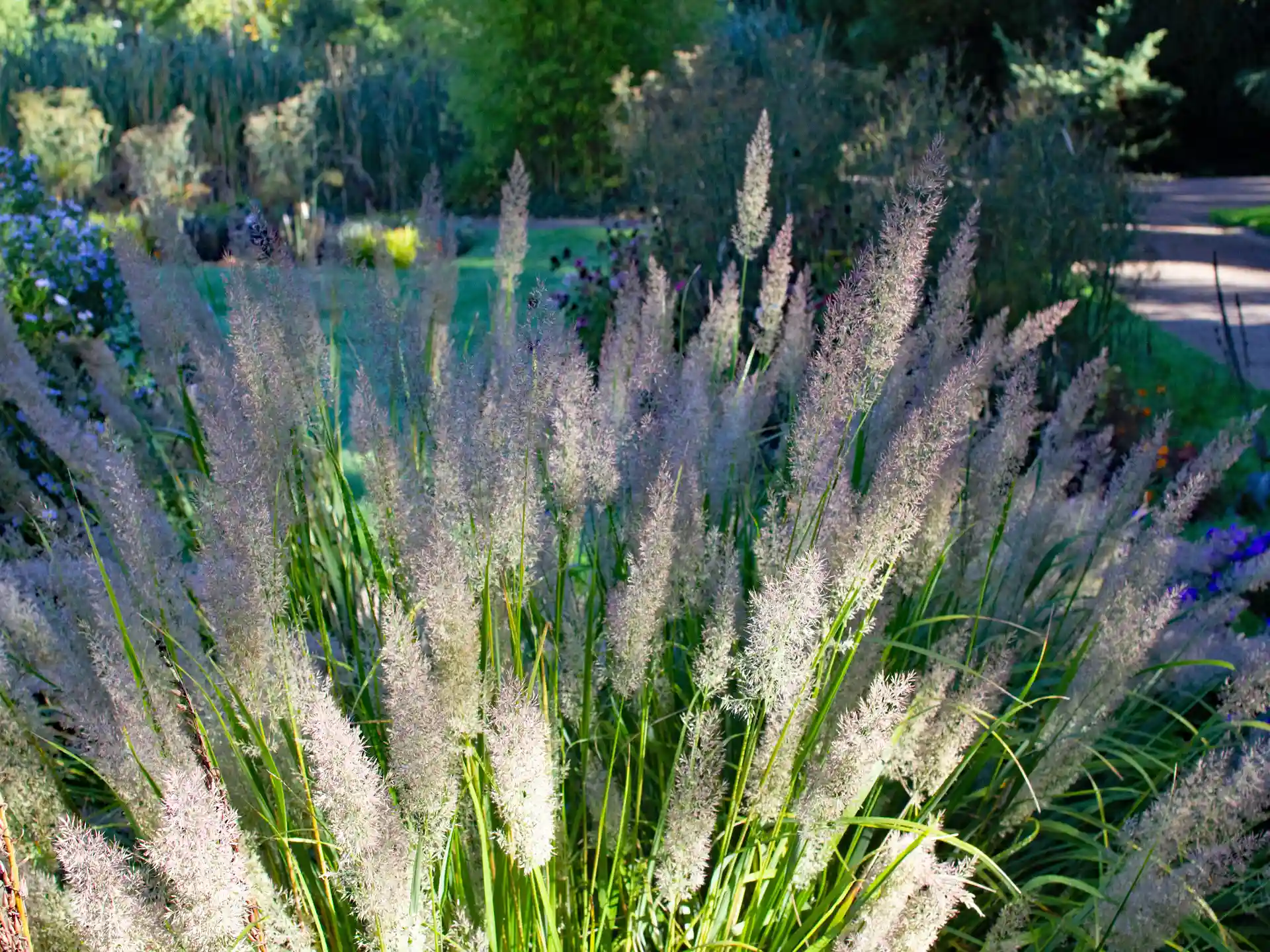 Ziergräser in Blüte - Diese Sorten zeigen jetzt ihr schönstes Gesicht Leuchtend blühendes Calamagrostis brachytricha in natürlicher Bepflanzung am Wegesrand, umgeben von spätsommerlicher Vegetation.