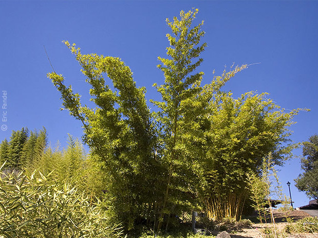 Bambusa textilis (Weberbambus)