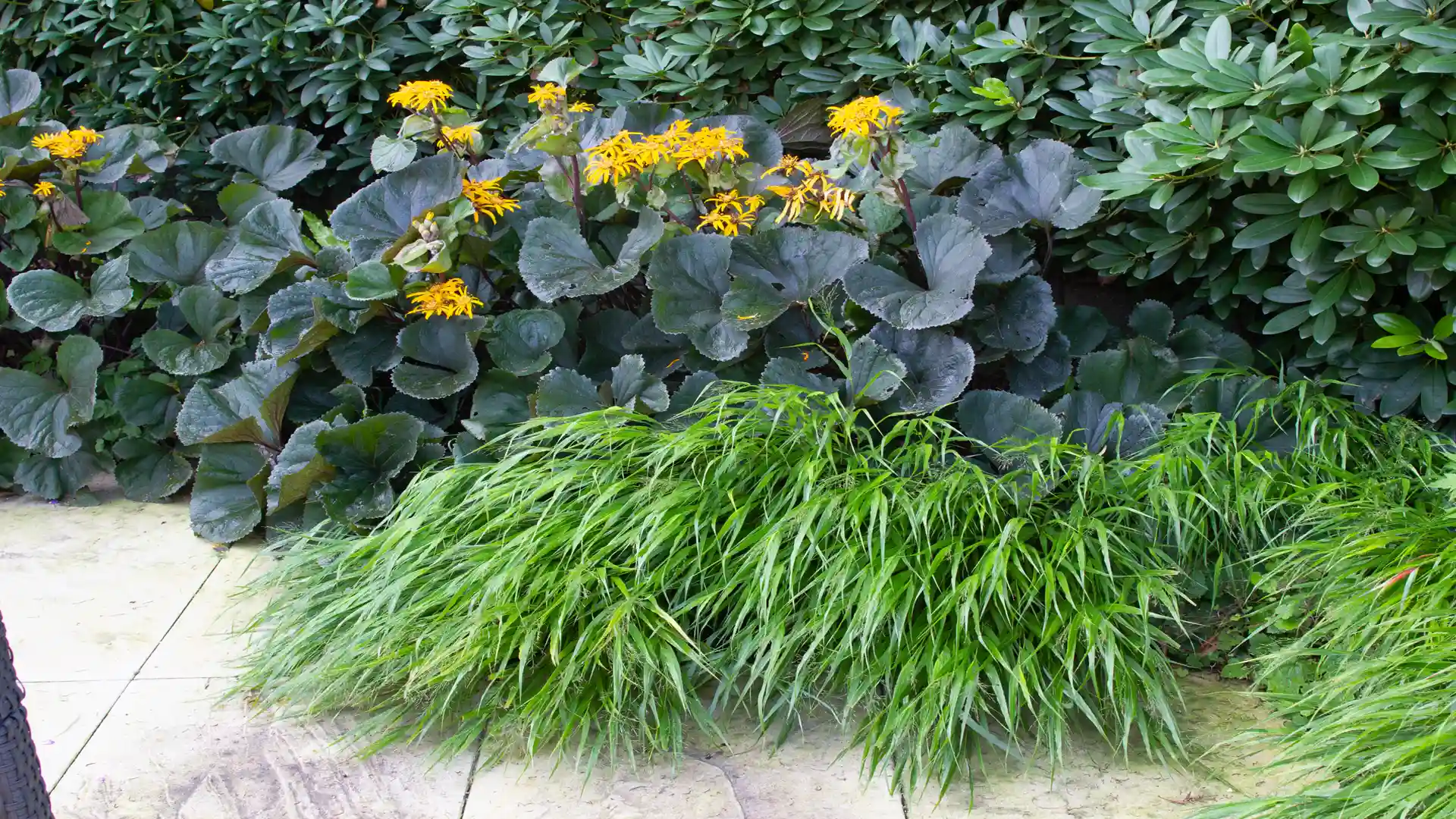 Hakonechloa, Japanisches Waldgras in einer Pflanzung an einer Terrasse