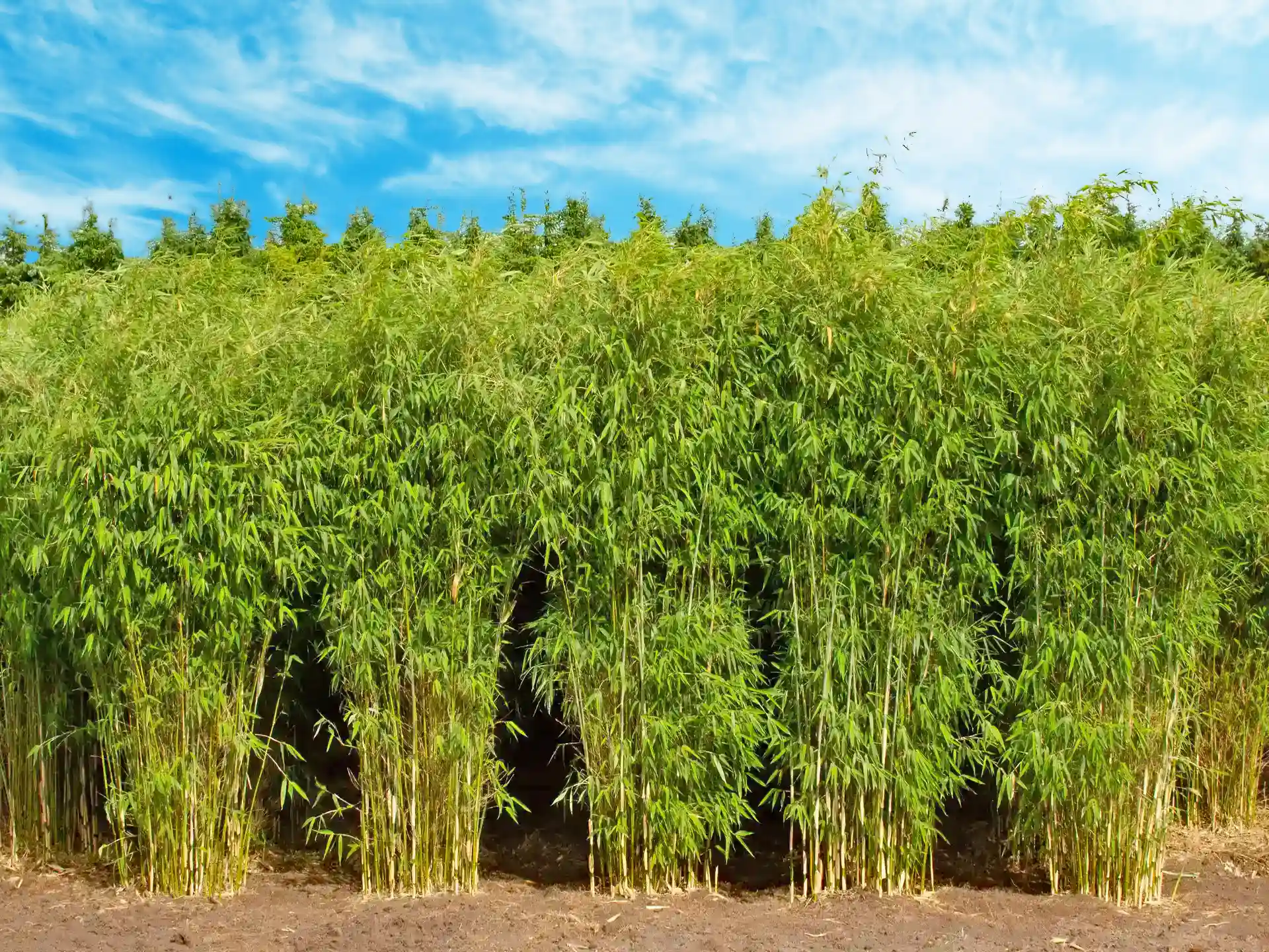 Fargesia ‘Ivory Ibis’ als dichte, immergrüne Bambushecke – pflegeleichte Alternative zur Thuja.