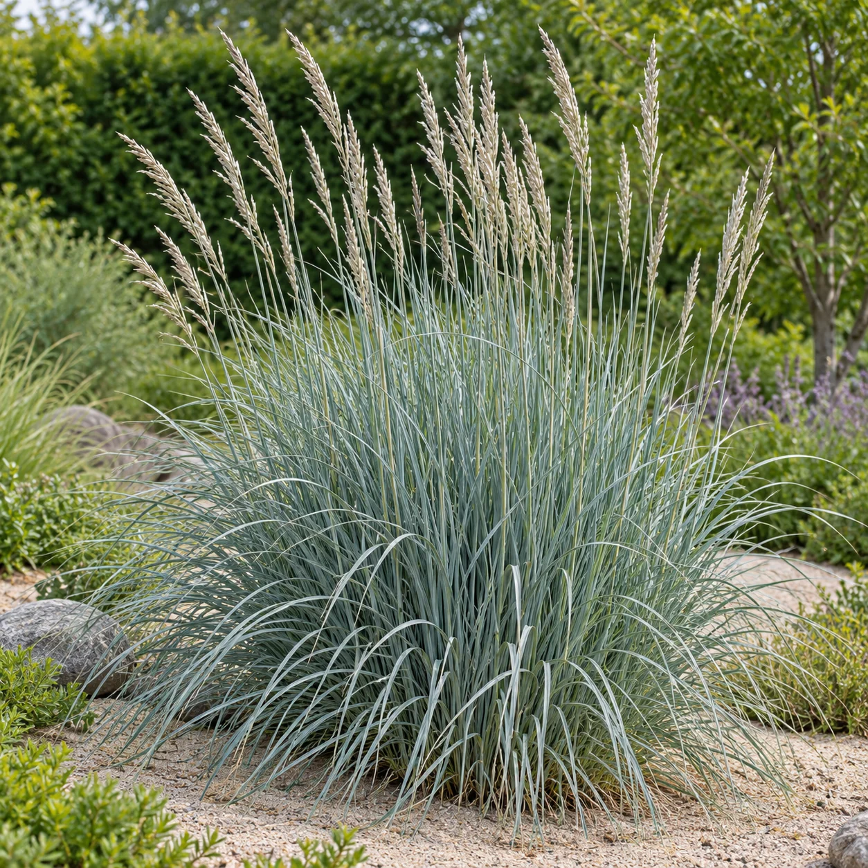 Strandhafer 'Silberinsel' mit dichtem silbrig grünem Laub in einem sonnigen Gartenbeet.