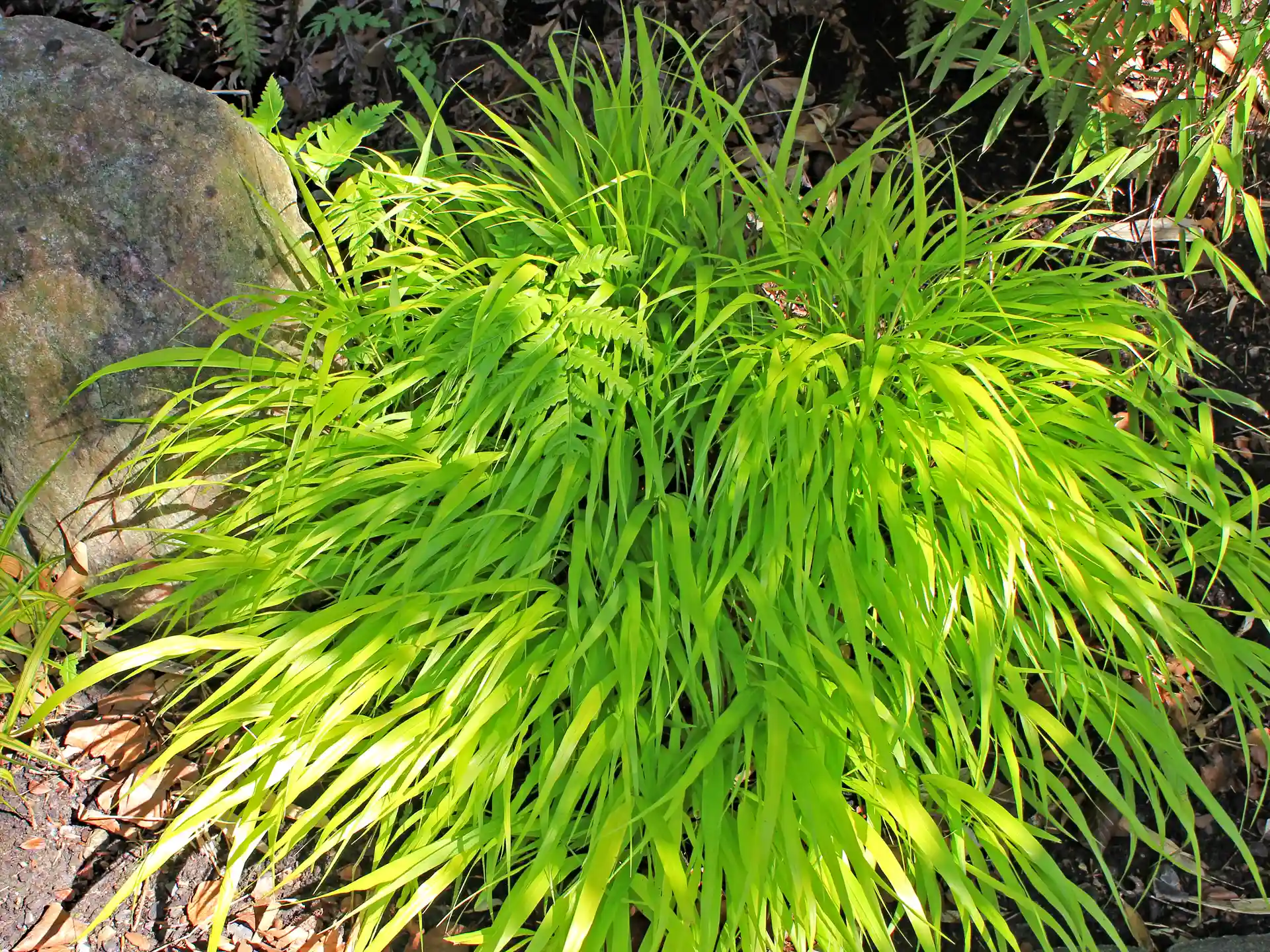 Hakonechloa macra 'All Gold'