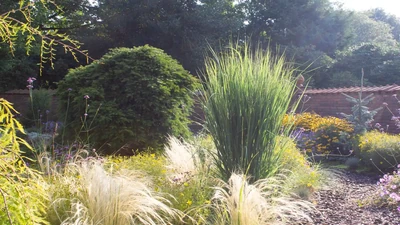 Rutenhirse Panicum virgatum Northwind im Duett mit Stipa Pony Tails