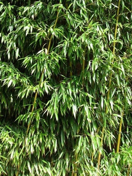 Phyllostachys aureosulcata 'Aureocaulis' 3