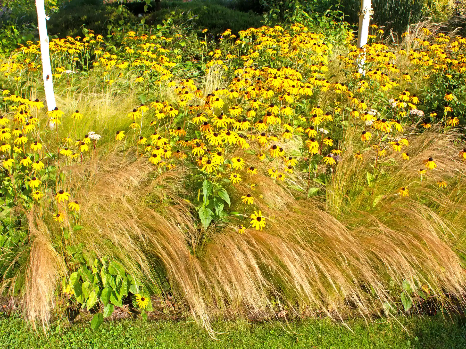 Dicht gepflanztes Stipa tenuissima 'Pony Tails' am Beetrand vor blühendem Sonnenhut im spätsommerlichen Staudenbeet.