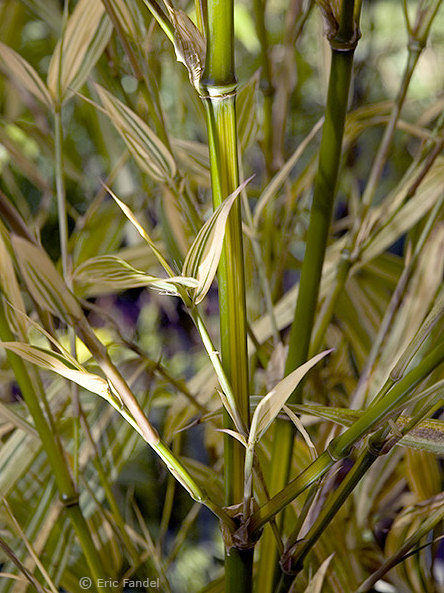 Beeindruckende Farbspiel des Blattaustriebes bei Phyllostachys cast. inversa variegata