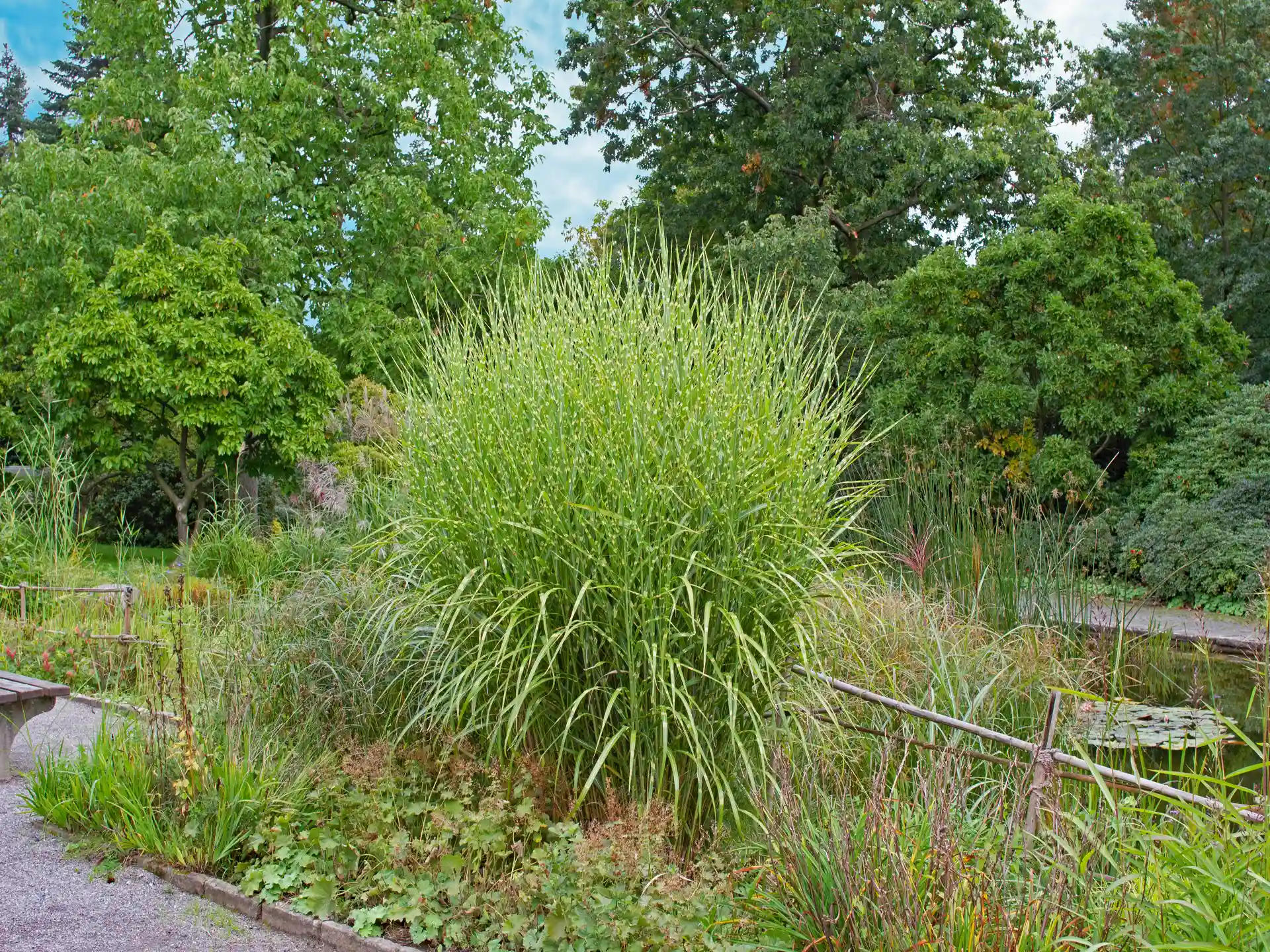 Miscanthus sinensis 'Strictus' als Solitär am Wegrand mit typischer Zebra-Musterung des Laubs.